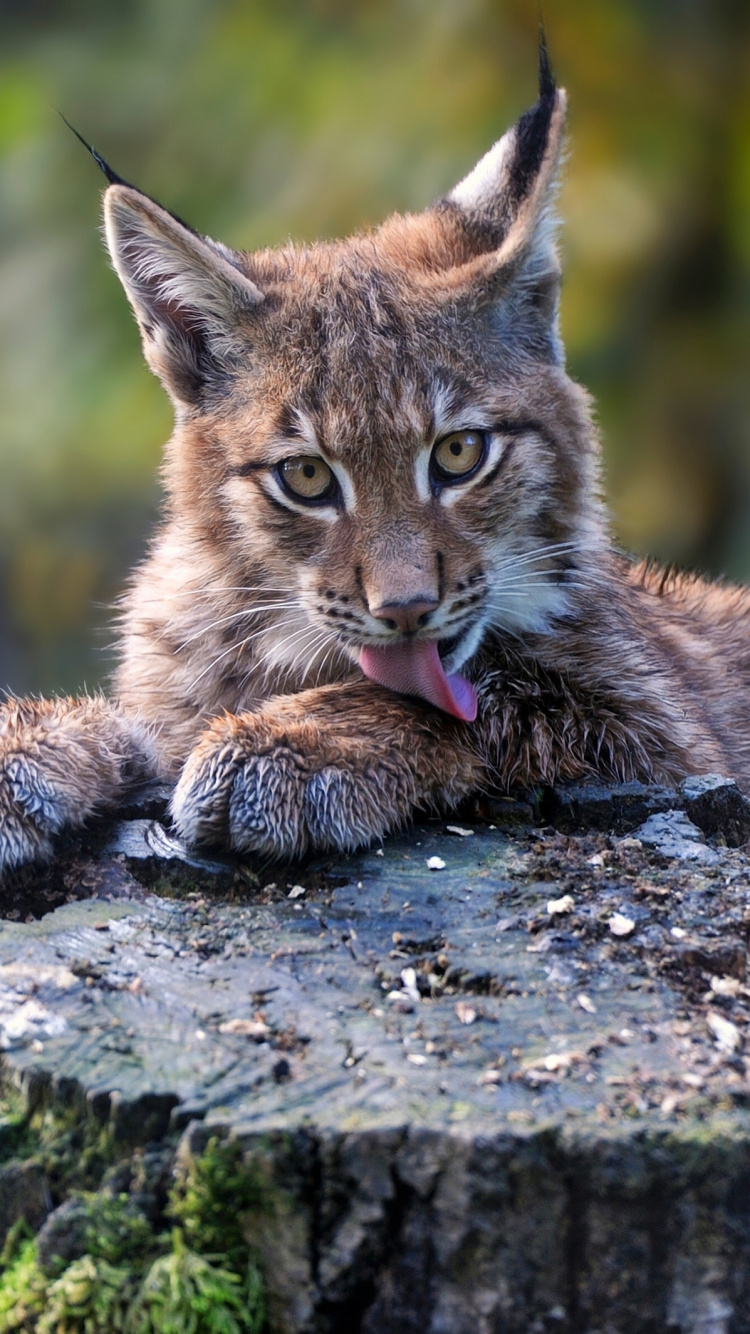 Обои котенок, кот, Евразийская рысь, большая кошка, рысь в разрешении 750x1334