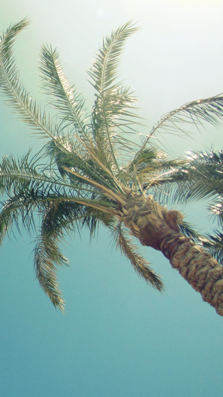 Обои пальмовые рощи, дерево, Пальма, крупный план, музыка в разрешении 750x1334