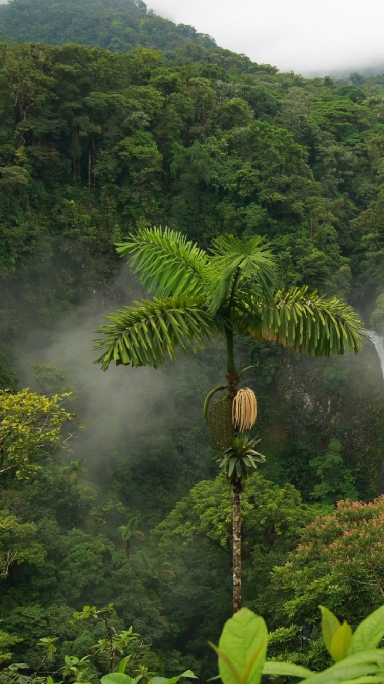 Обои тропический лес, растительность, природный заповедник, природа, джунгли в разрешении 750x1334