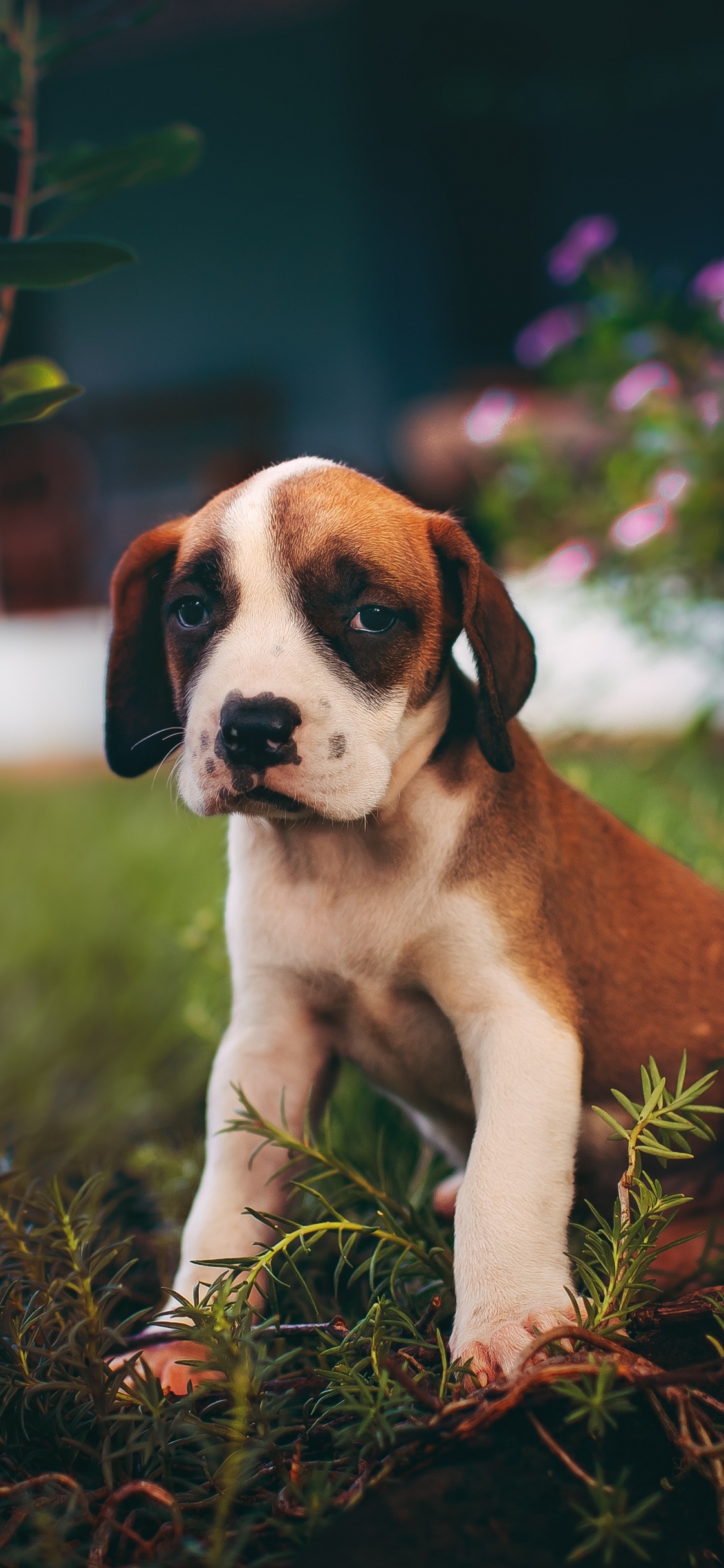 Обои пес, щенок, собака породы, Псовые, сенбернар в разрешении 1125x2436