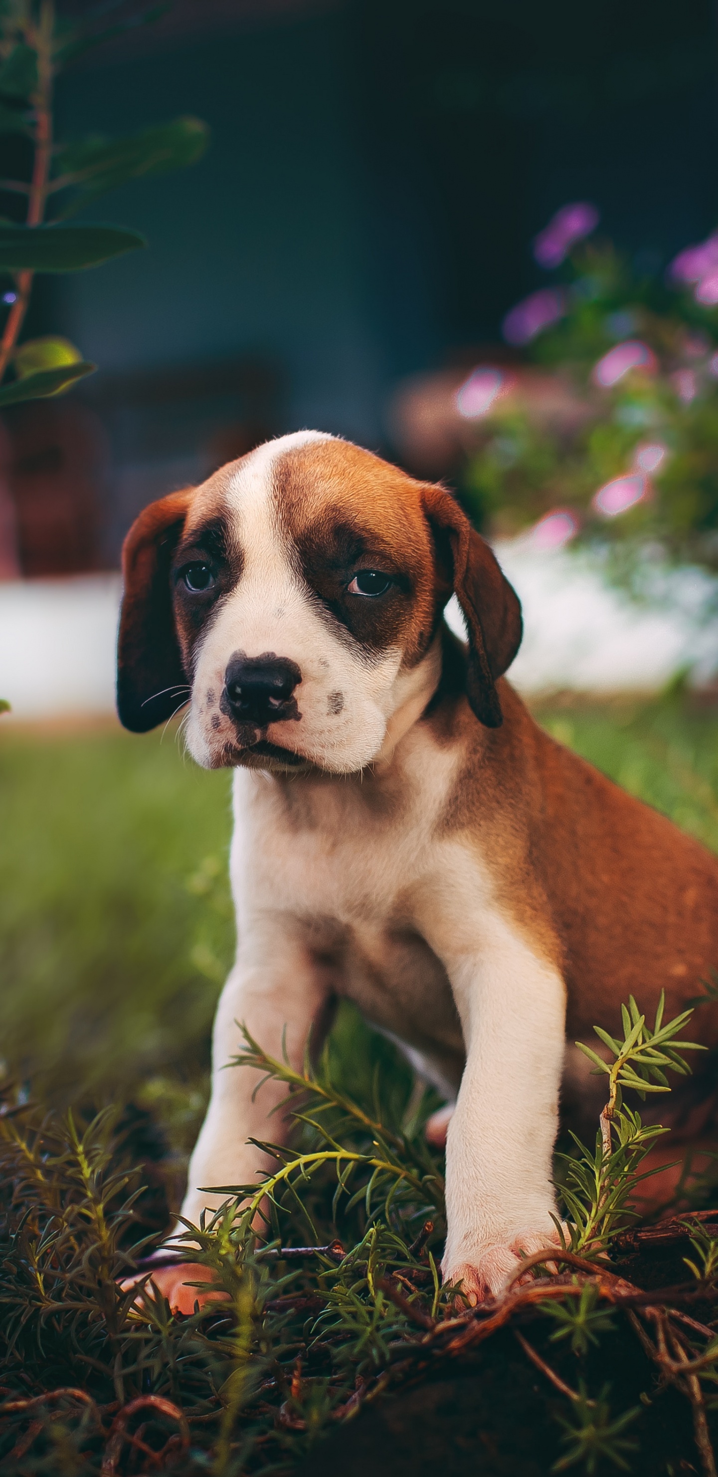 Обои пес, щенок, собака породы, Псовые, сенбернар в разрешении 1440x2960