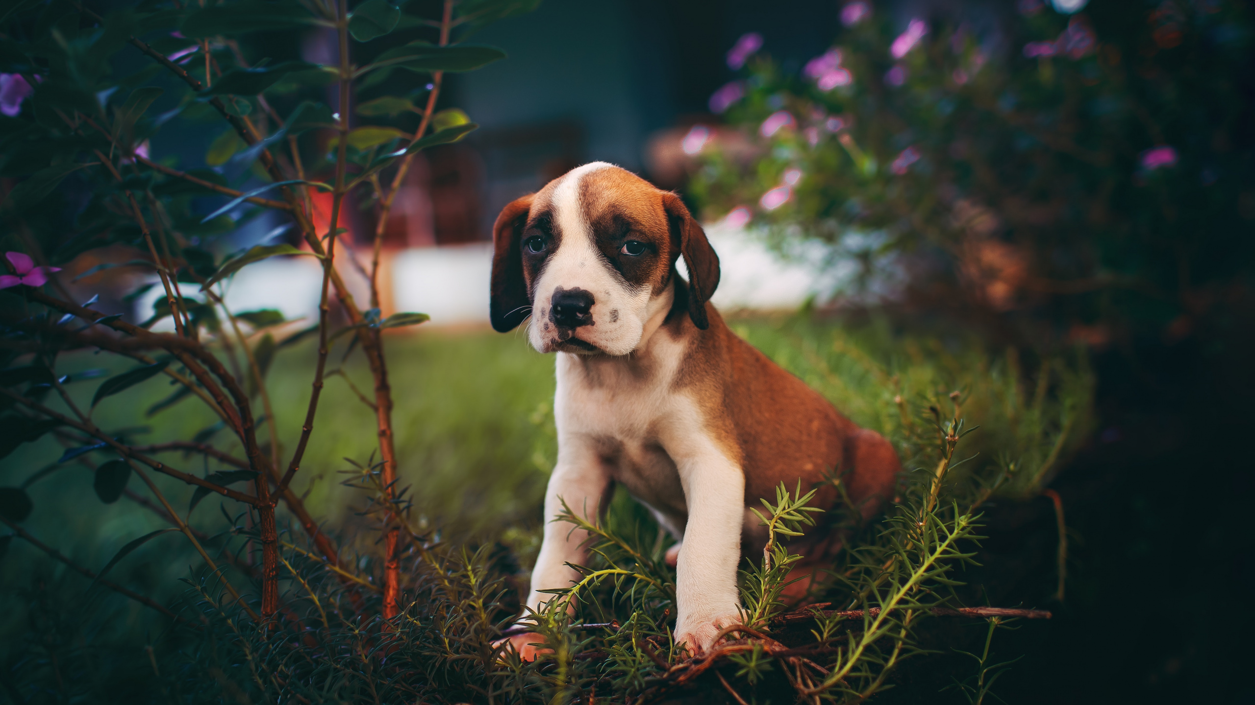 Обои пес, щенок, собака породы, Псовые, сенбернар в разрешении 2560x1440