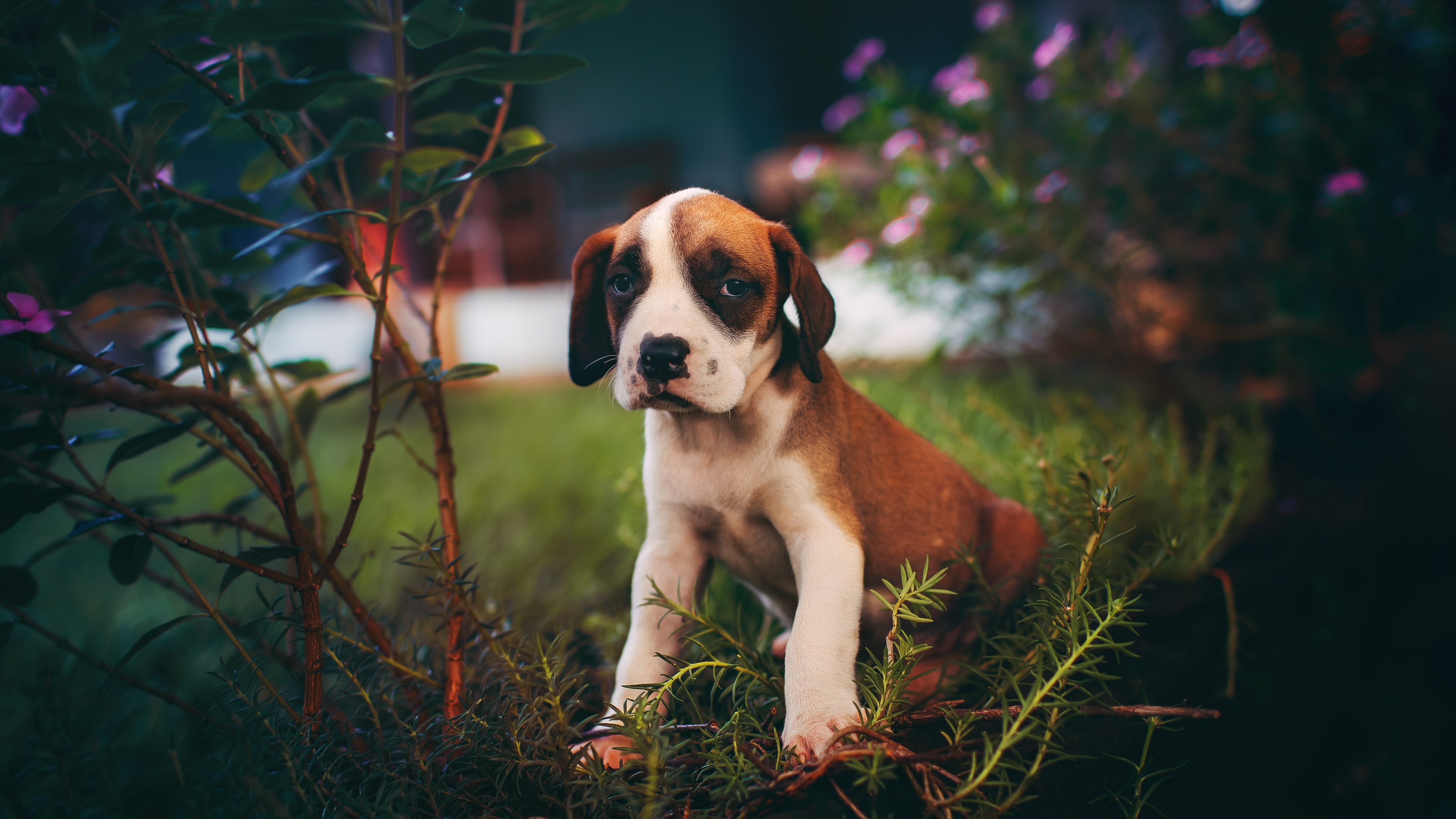 Обои пес, щенок, собака породы, Псовые, сенбернар в разрешении 3840x2160