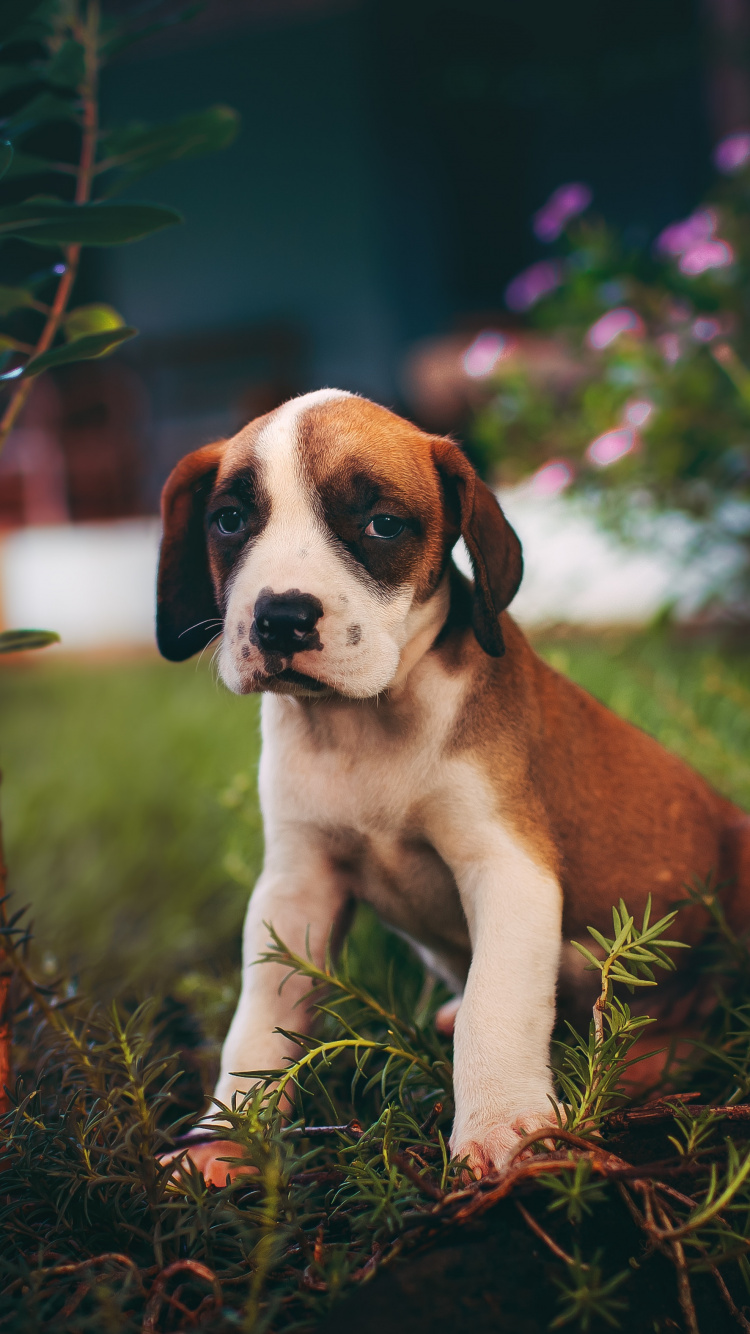 Обои пес, щенок, собака породы, Псовые, сенбернар в разрешении 750x1334