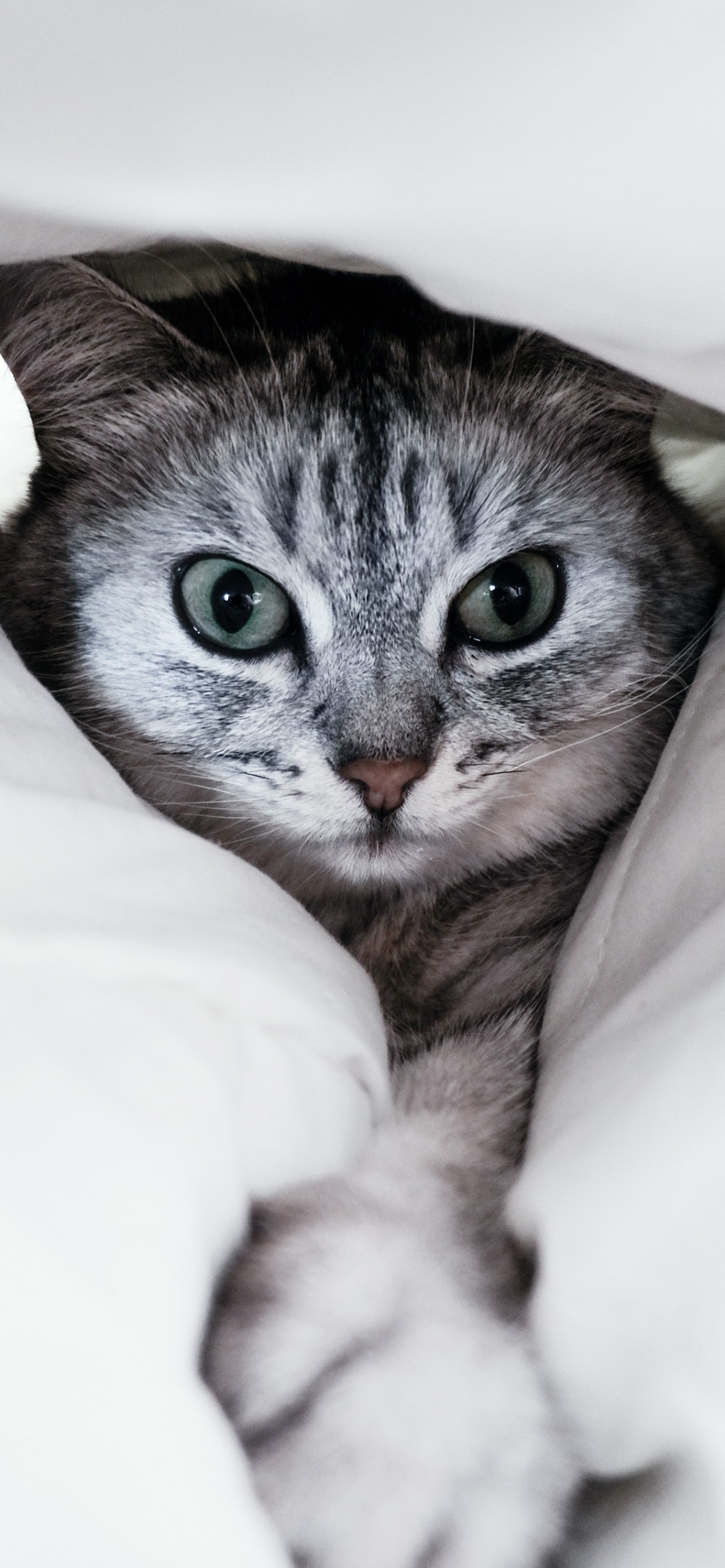 Обои бакенбарды, американская короткошерстная, белые, полосатый кот, кот в разрешении 1242x2688