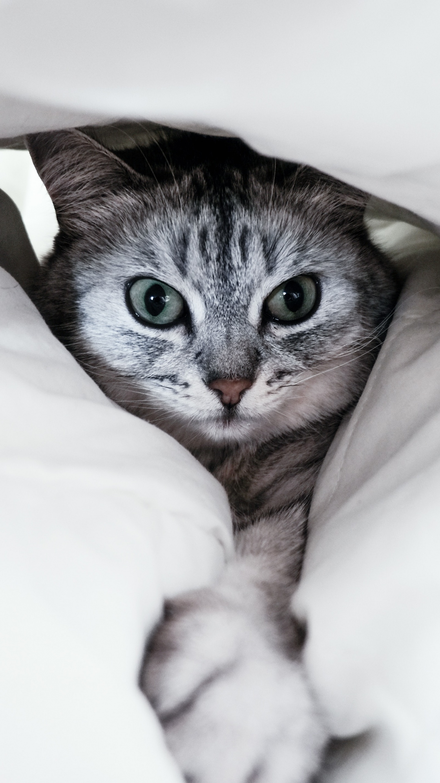 Обои бакенбарды, американская короткошерстная, белые, полосатый кот, кот в разрешении 1440x2560