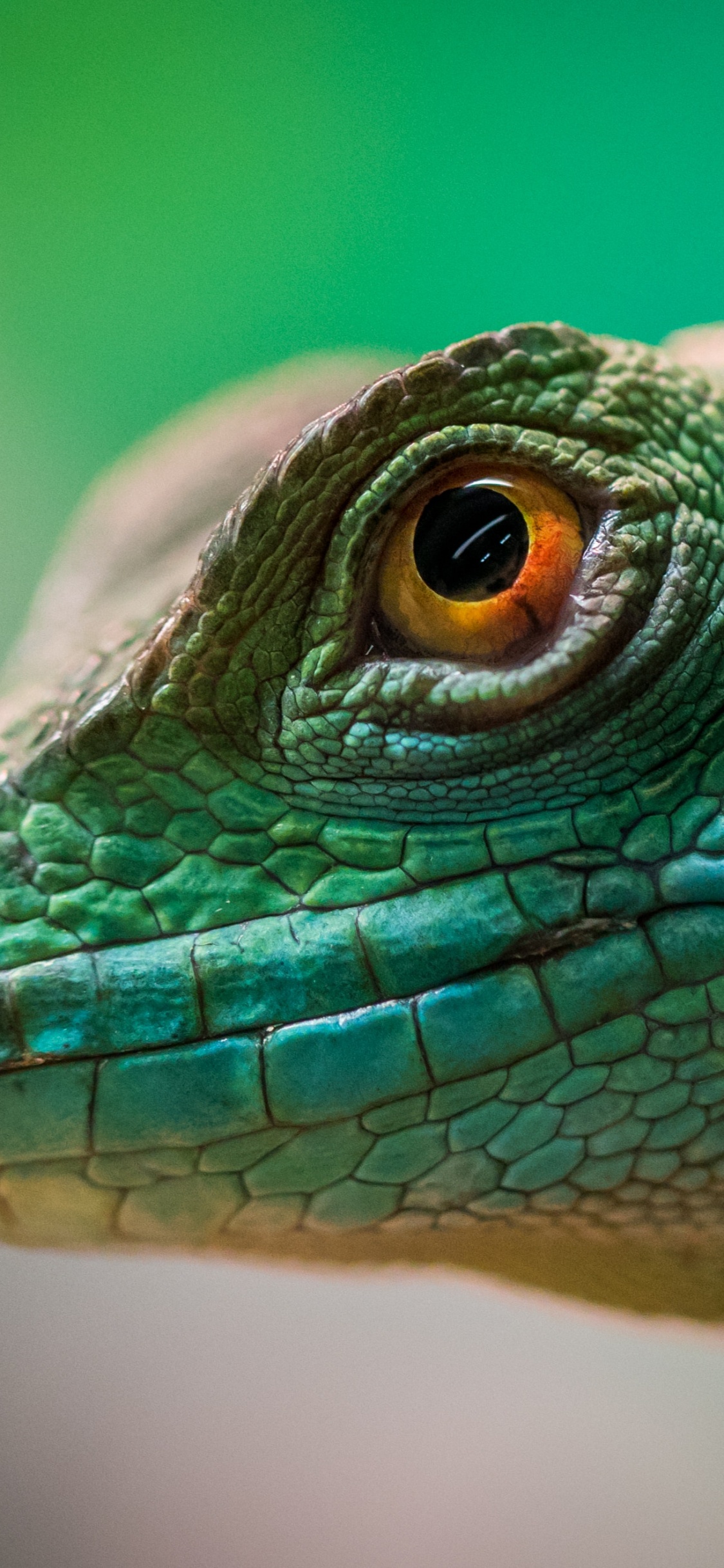 Обои пресмыкающееся, ящерица, игуана, масштабных рептилий, iguania в разрешении 1125x2436