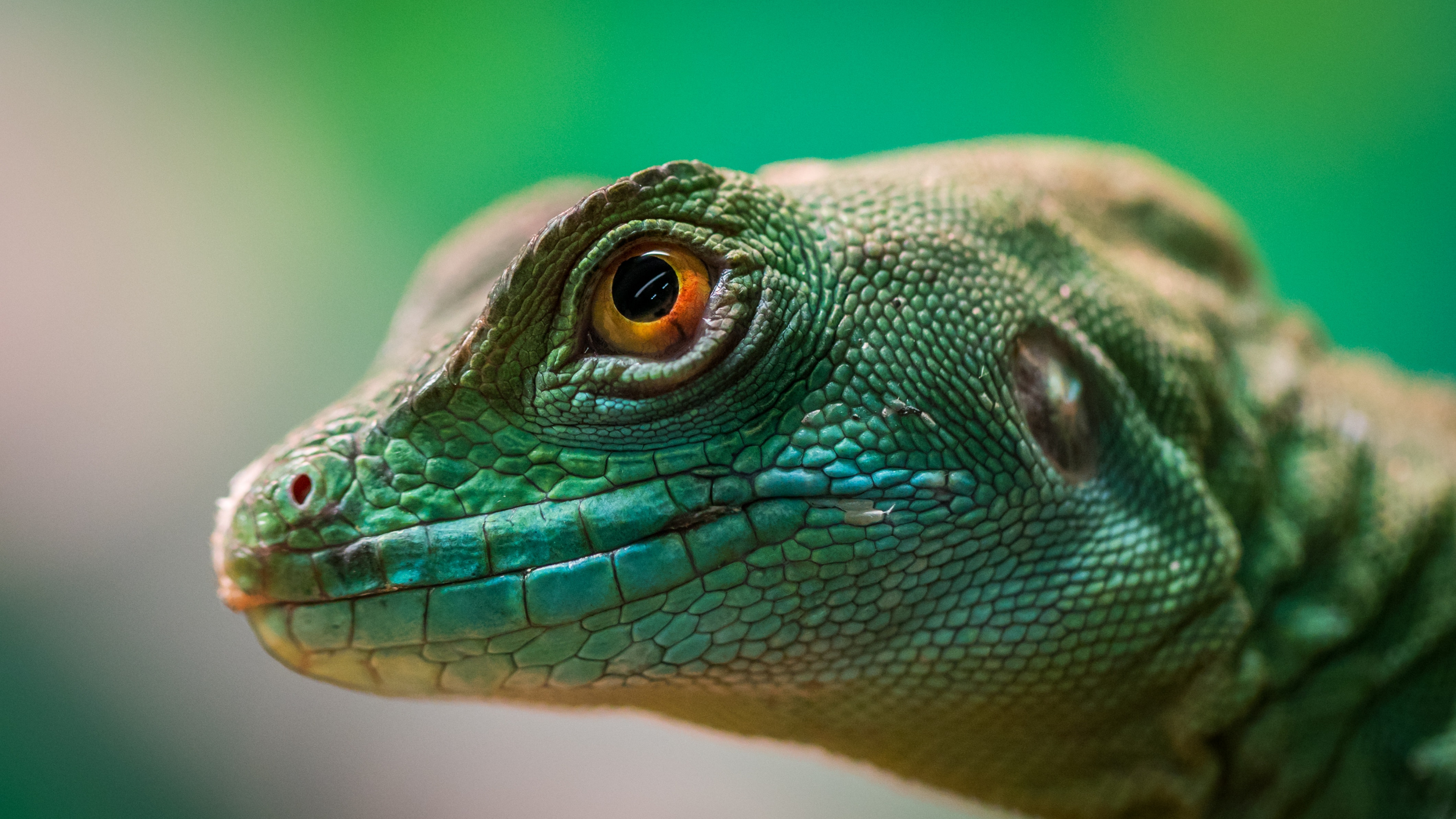 Обои пресмыкающееся, ящерица, игуана, масштабных рептилий, iguania в разрешении 3840x2160