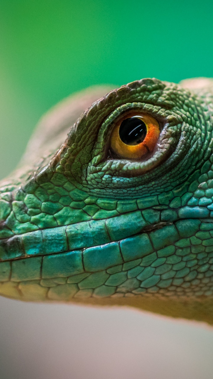 Обои пресмыкающееся, ящерица, игуана, масштабных рептилий, iguania в разрешении 720x1280