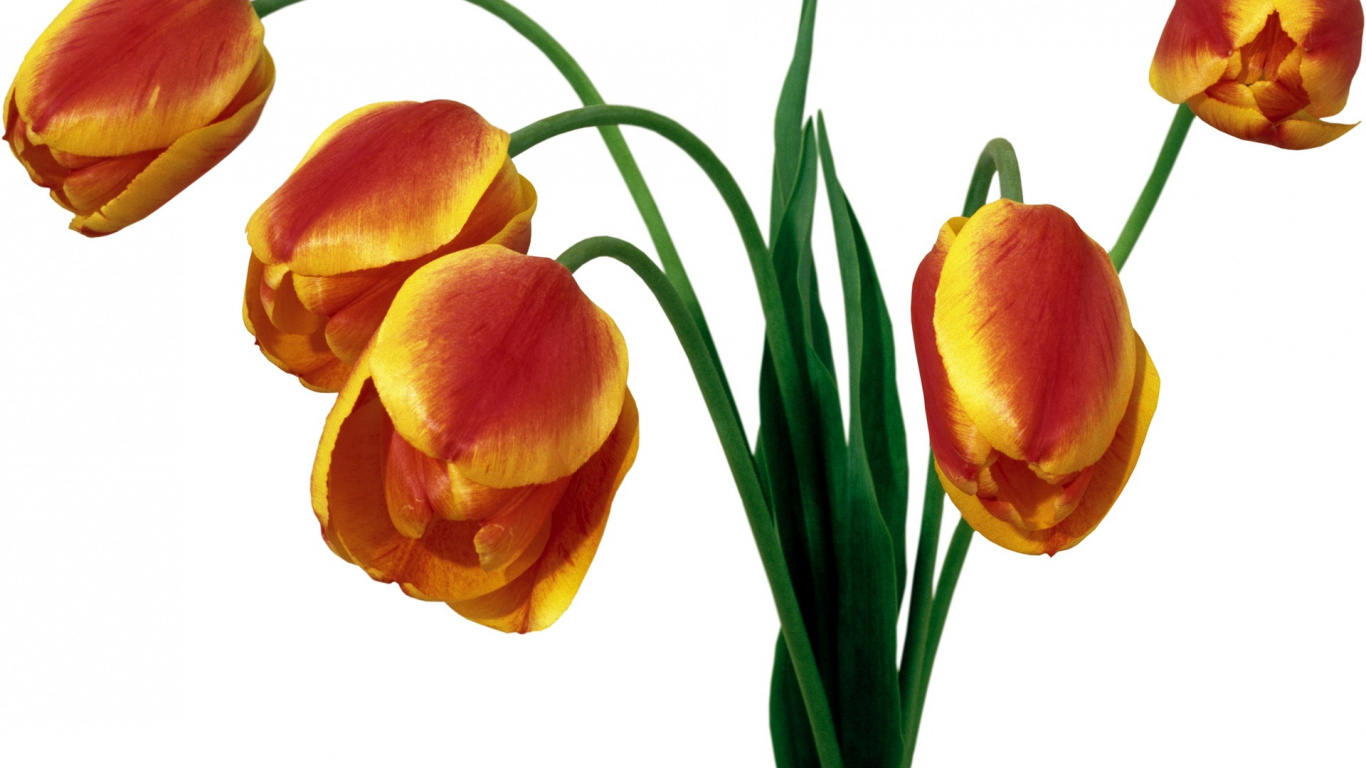 Обои цветочный букет, срезанные цветы, цветковое растение, лепесток, бутон в разрешении 1366x768