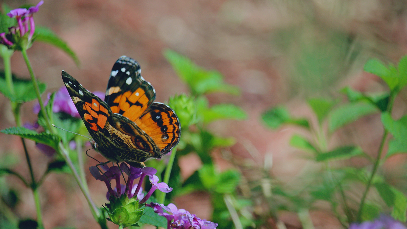 Обои насекомое, бабочкамонарх, бабочка, мотыльки и бабочки, опылитель в разрешении 1366x768
