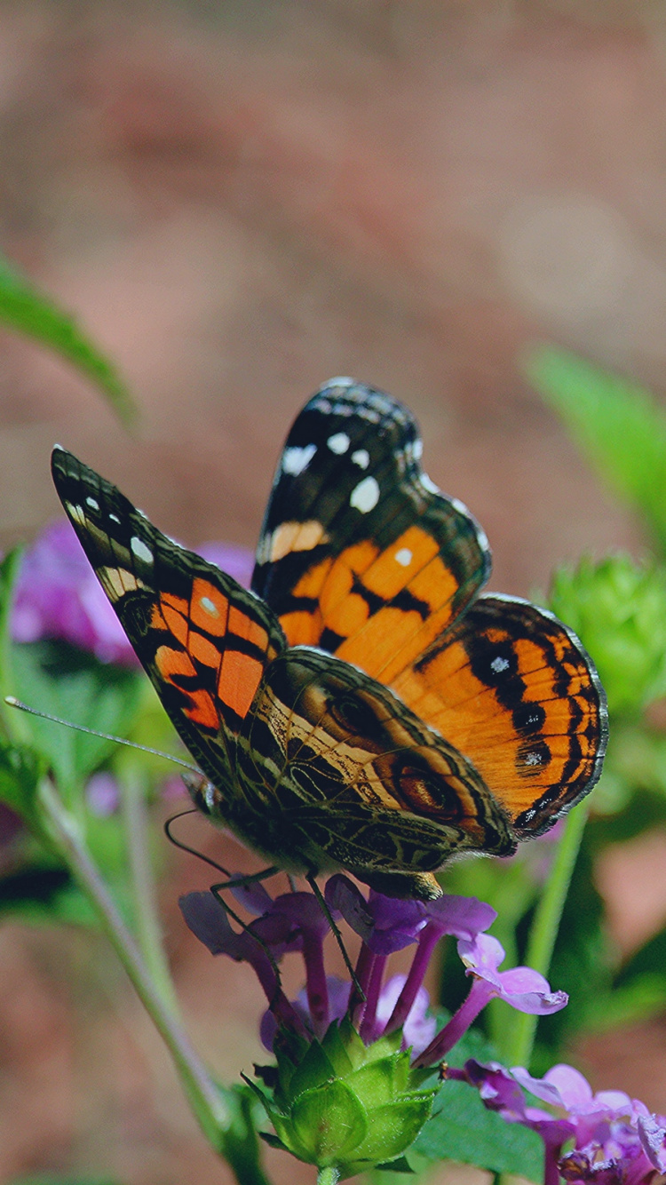 Обои насекомое, бабочкамонарх, бабочка, мотыльки и бабочки, опылитель в разрешении 750x1334