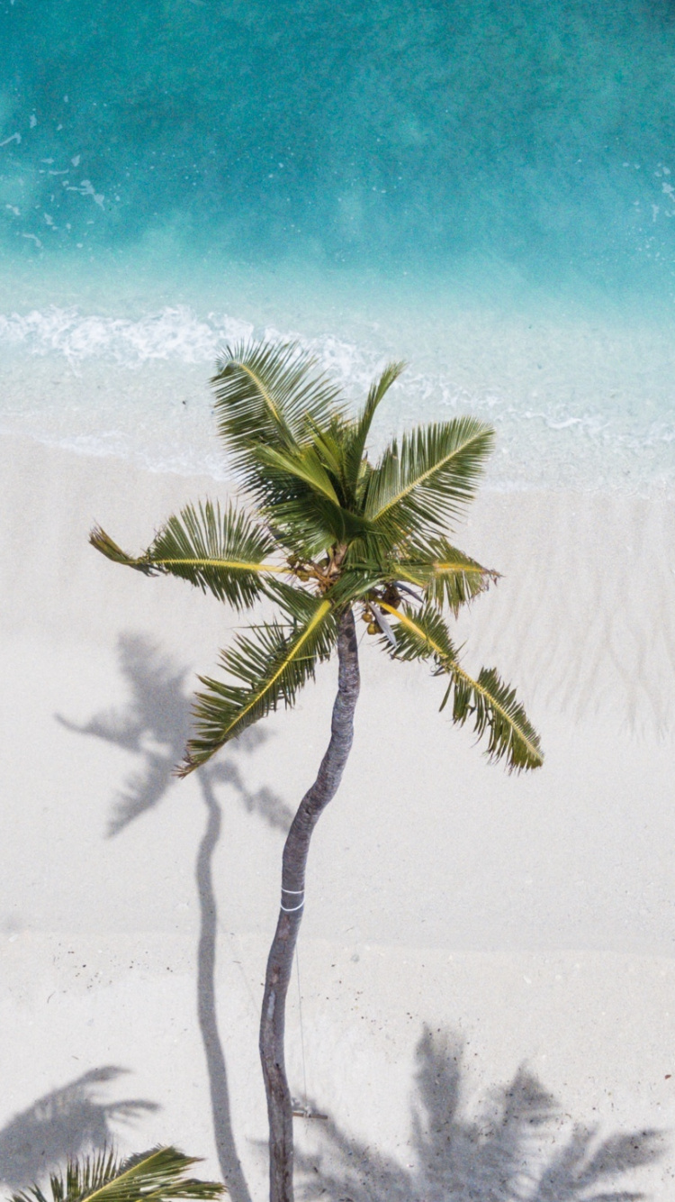 Обои пальмовые рощи, дерево, Пальма, небо, вода в разрешении 750x1334