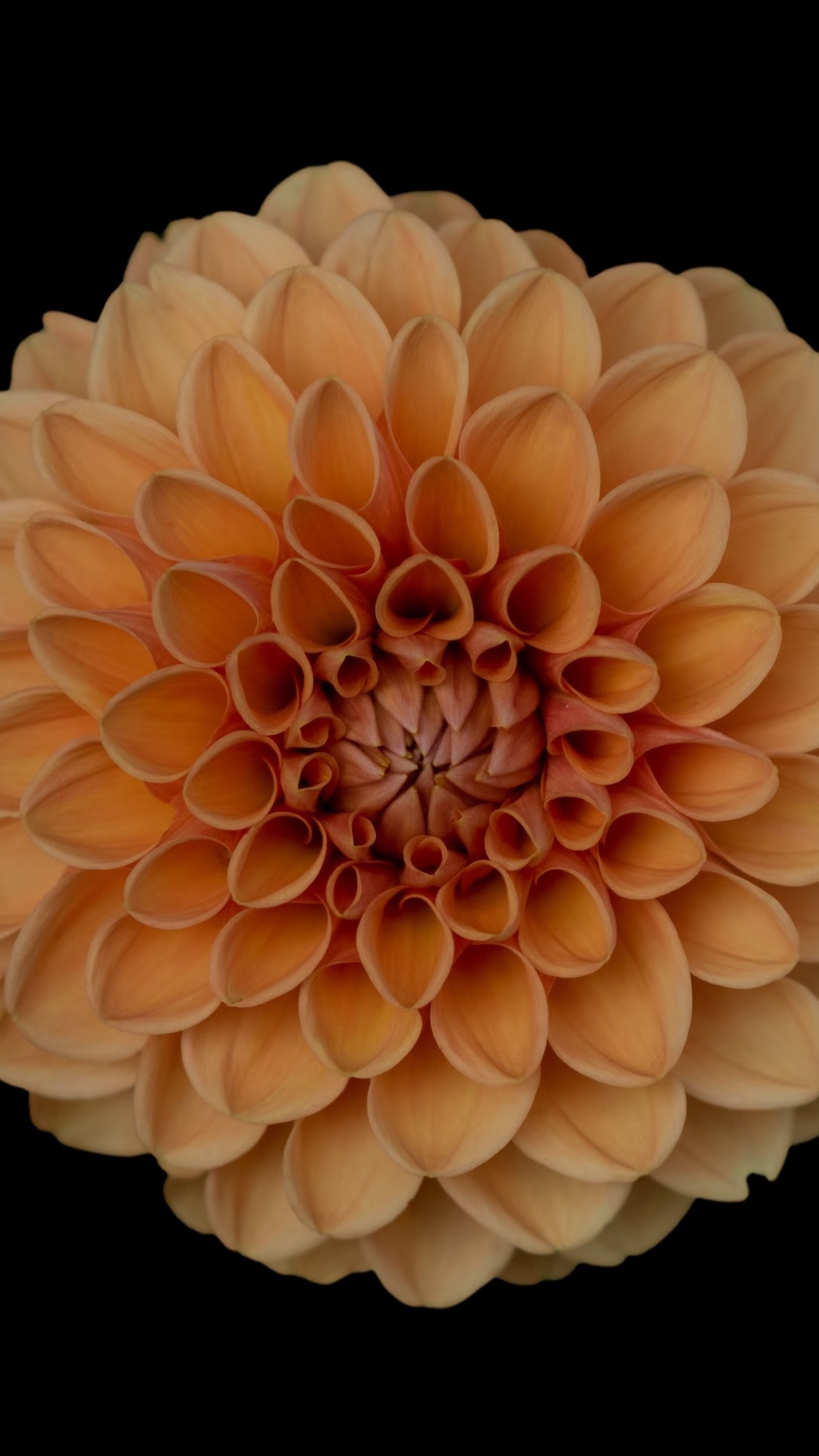 Обои срезанные цветы, георгин, Роза, флористика, растение в разрешении 1080x1920