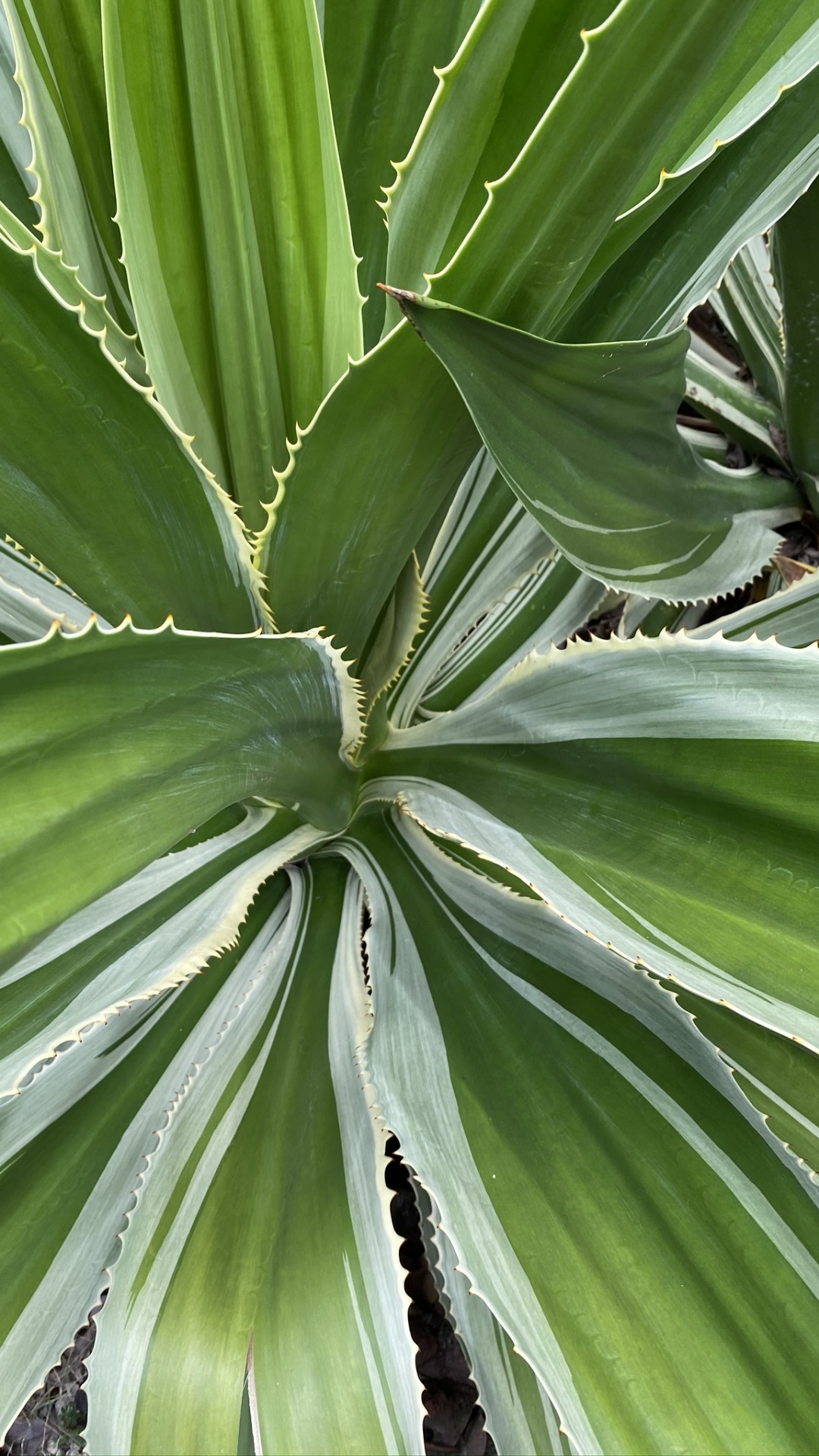 Обои растительность, стебель растения, лист, природа, зеленый в разрешении 1080x1920