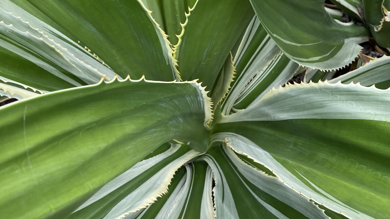 Обои растительность, стебель растения, лист, природа, зеленый в разрешении 1366x768