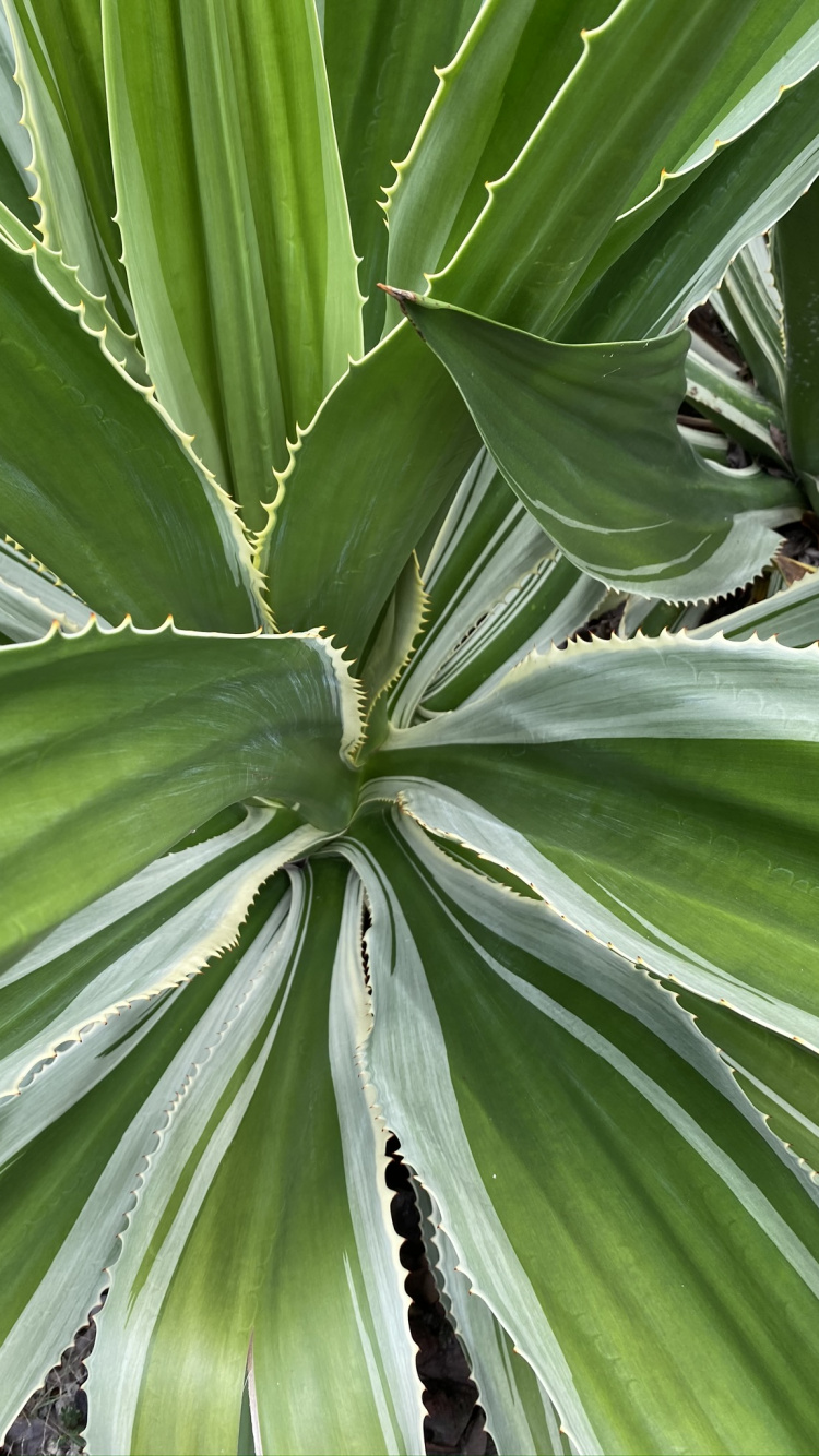 Обои растительность, стебель растения, лист, природа, зеленый в разрешении 750x1334