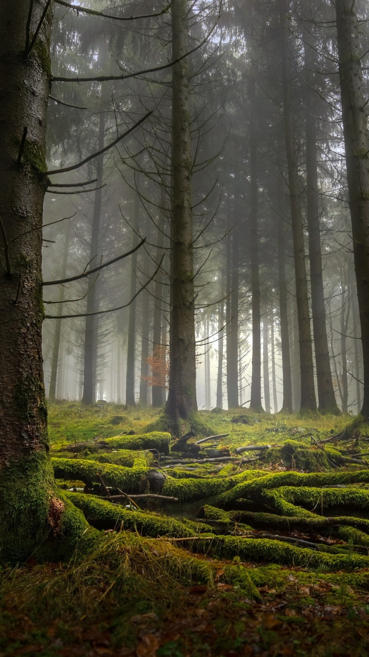 Обои лесистая местность, дерево, лес, ель, природный заповедник в разрешении 720x1280
