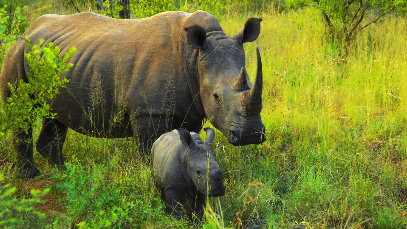 Обои носорог, живая природа, наземные животные, природный заповедник, белый носорог в разрешении 1366x768
