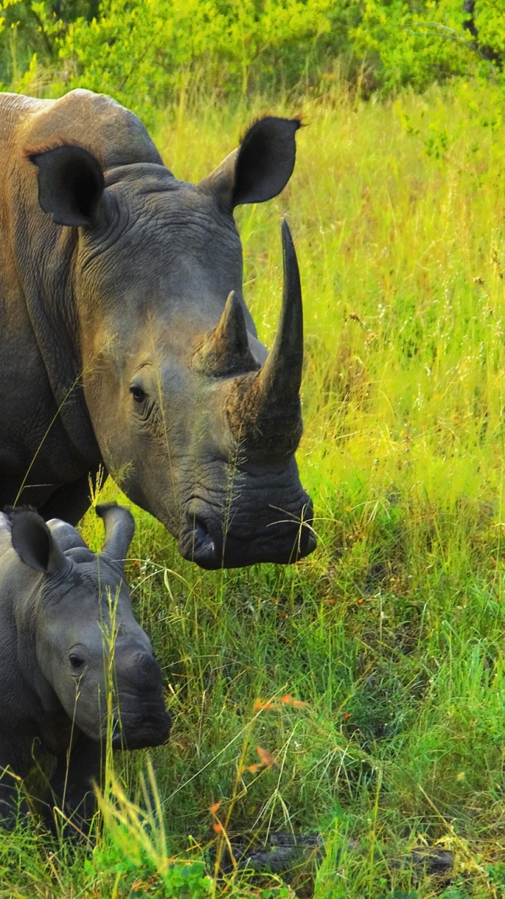 Обои носорог, живая природа, наземные животные, природный заповедник, белый носорог в разрешении 720x1280