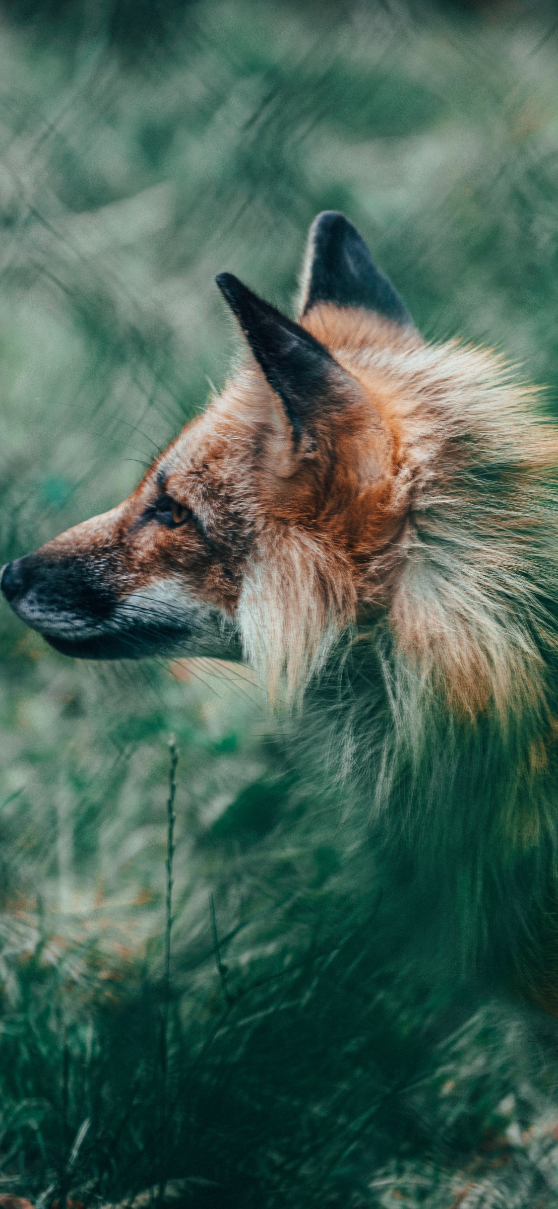 Обои рыжая лисица, лиса, живая природа, Псовые, красный волк в разрешении 1125x2436