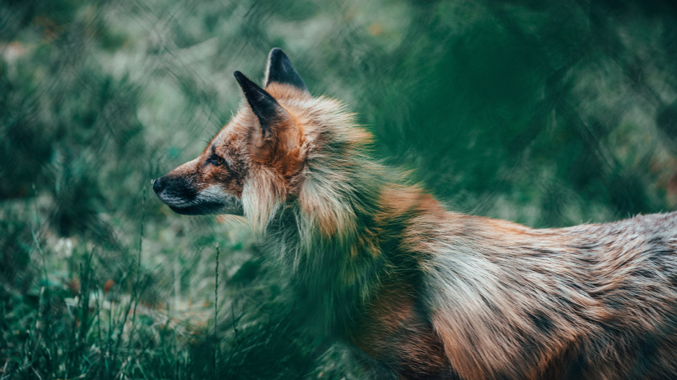 Обои рыжая лисица, лиса, живая природа, Псовые, красный волк в разрешении 1366x768