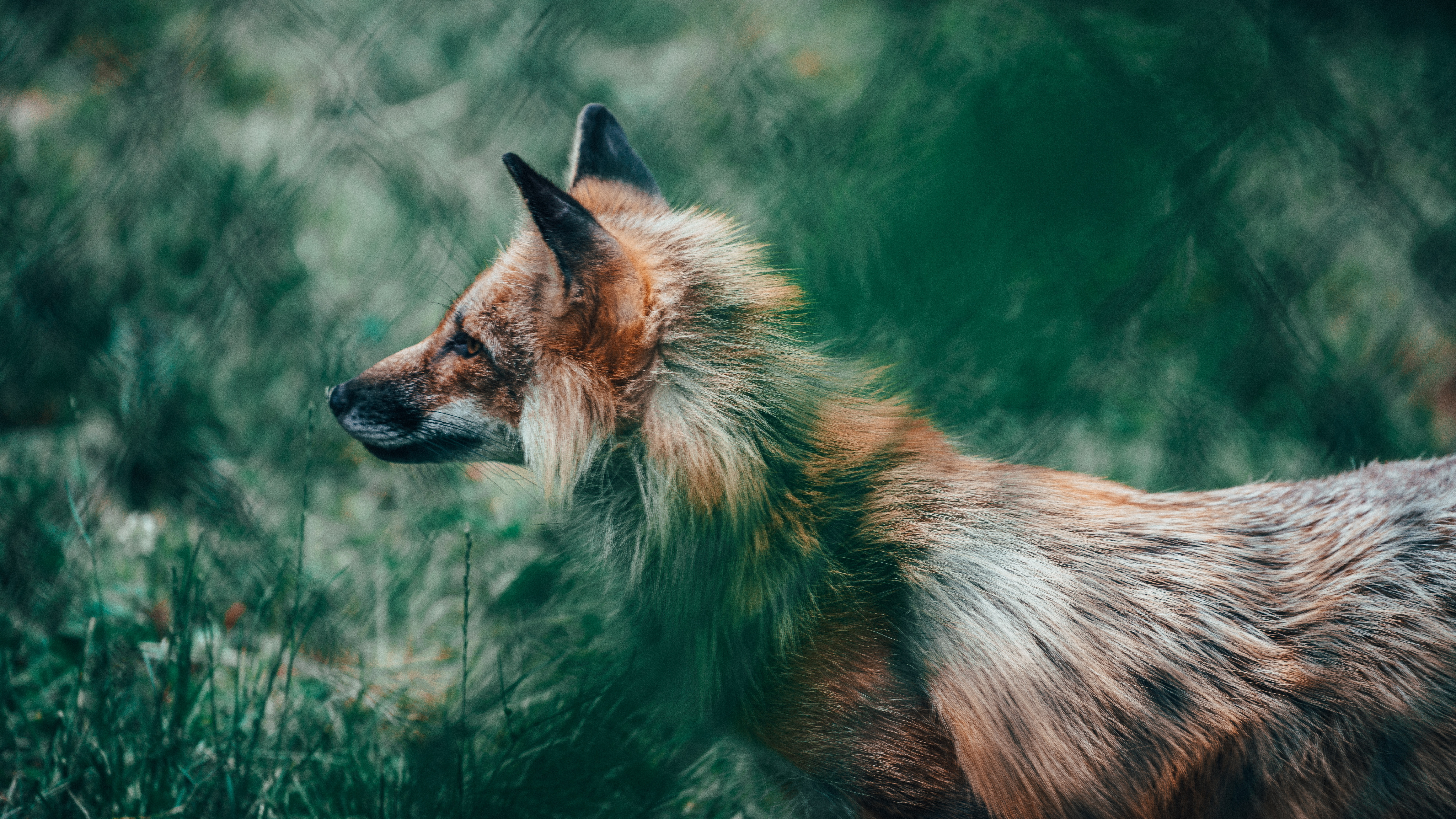 Обои рыжая лисица, лиса, живая природа, Псовые, красный волк в разрешении 7680x4320
