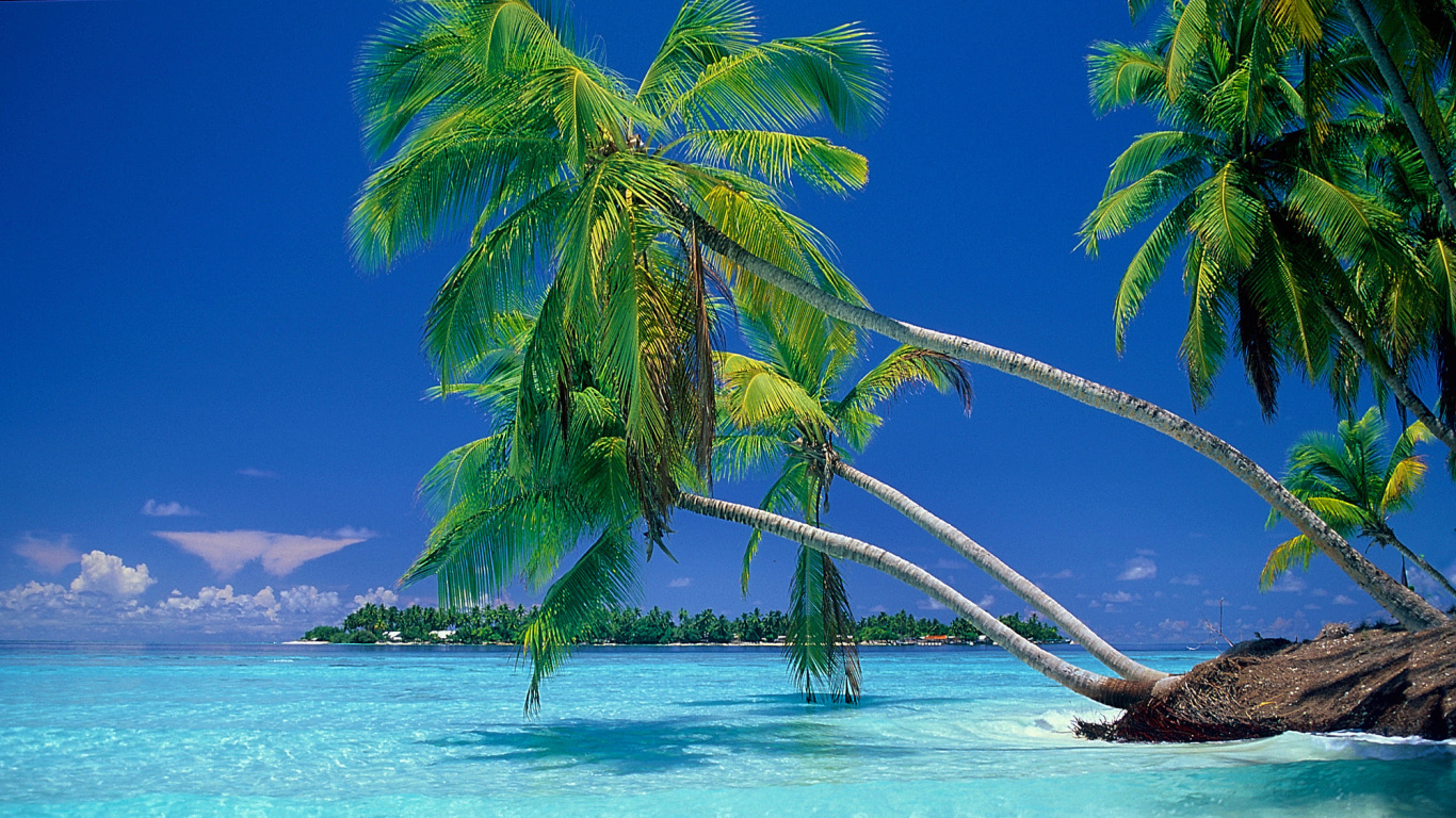 Обои тропическая зона, дерево, природа, Карибский бассейн, Пальма в разрешении 1366x768