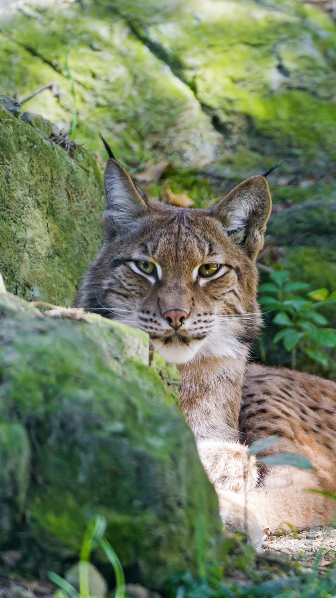 Обои рысь, живая природа, наземные животные, фотография, дикая местность в разрешении 1080x1920
