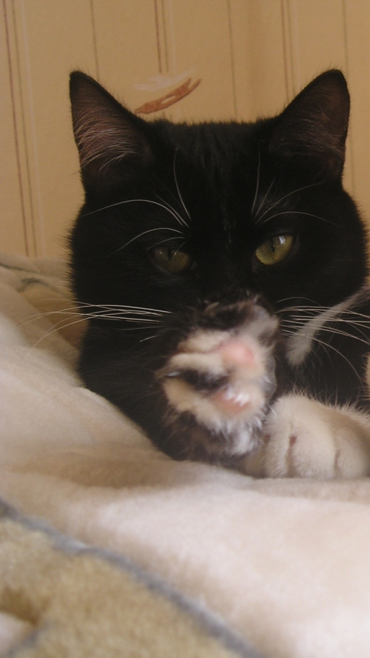 Обои котенок, черная кошка, кошки малого и среднего размера, мех, морда в разрешении 720x1280