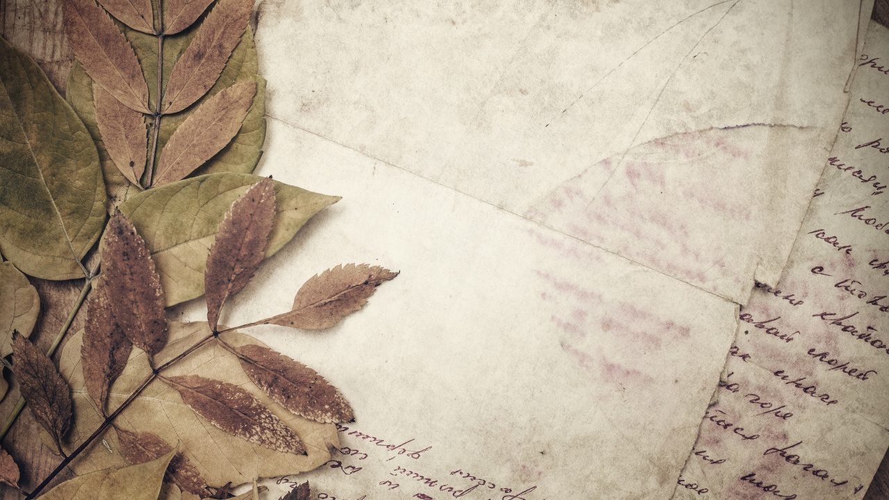 Обои бумага, лист, растение, арт, бумажный пакет в разрешении 1280x720