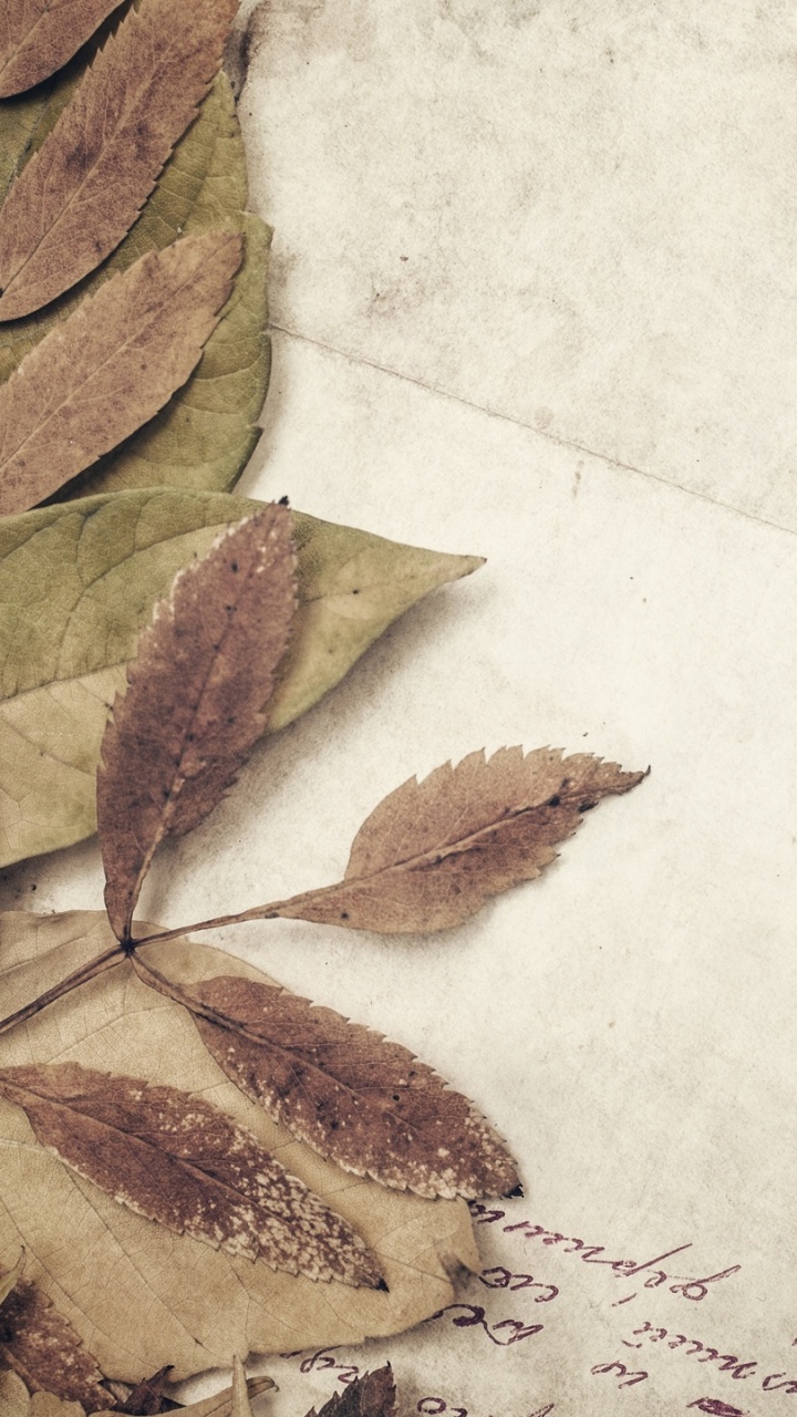 Обои бумага, лист, растение, арт, бумажный пакет в разрешении 720x1280