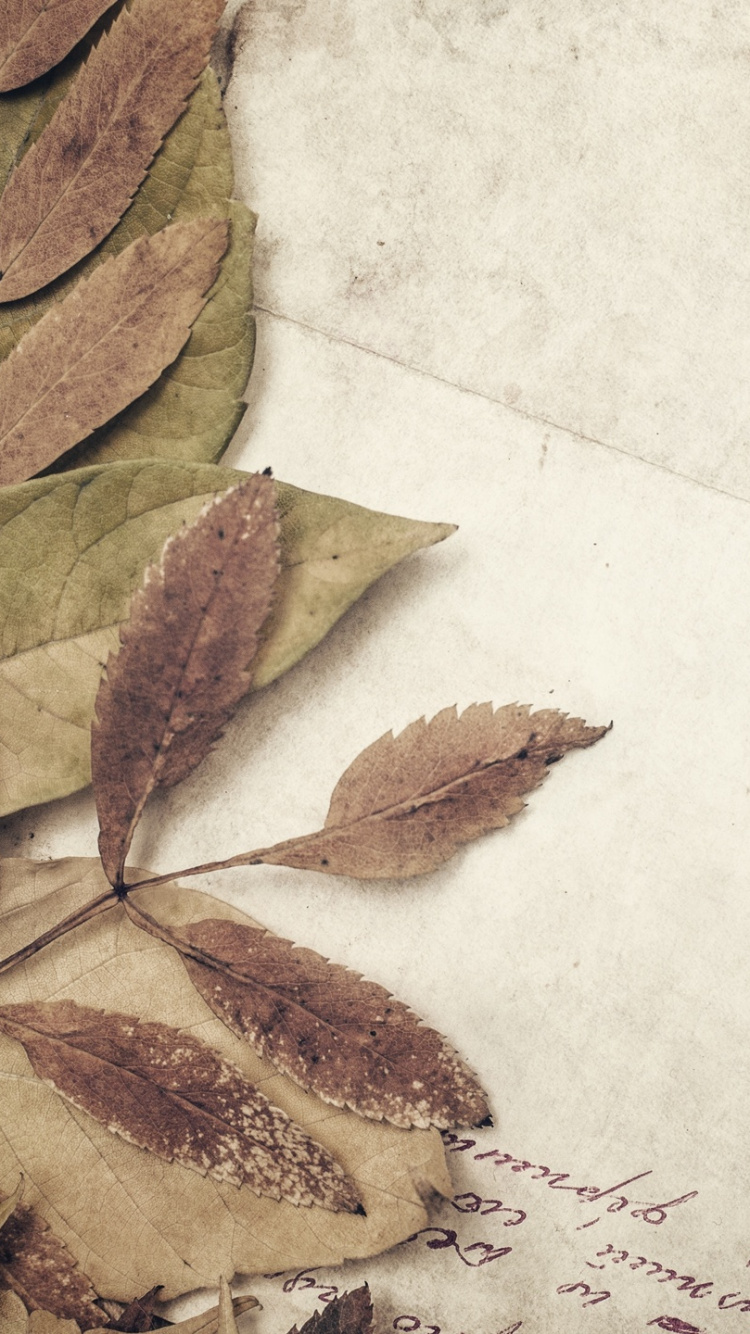 Обои бумага, лист, растение, арт, бумажный пакет в разрешении 750x1334