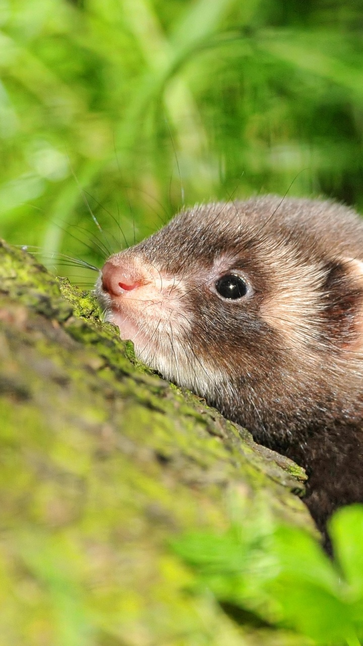 Обои хорек, норковые, живая природа, фауна, морда в разрешении 720x1280