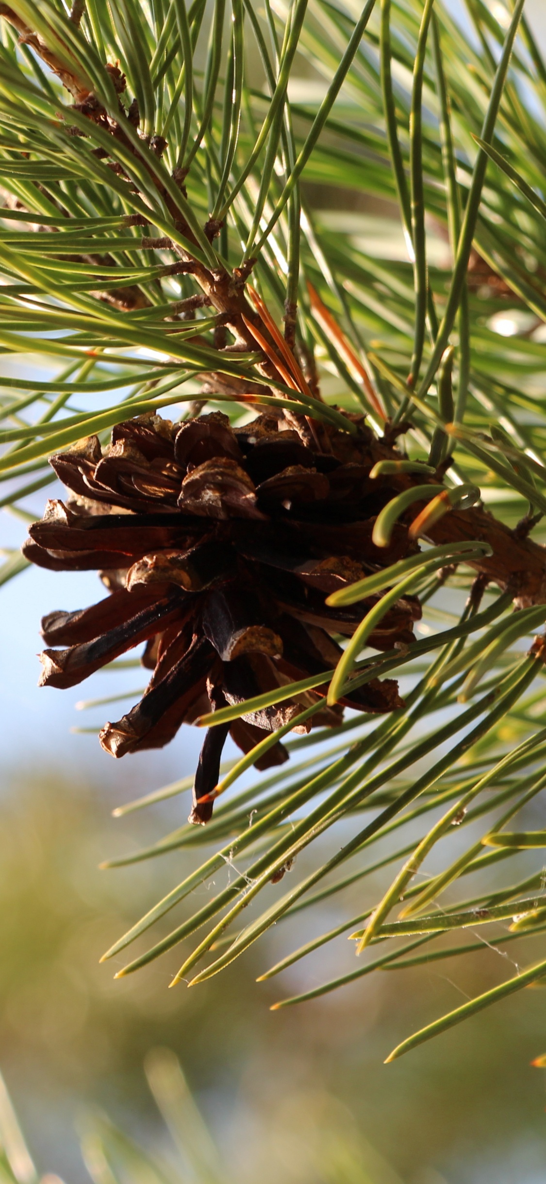 Обои сосна, ель, Хвойные, дерево, пихта в разрешении 1125x2436