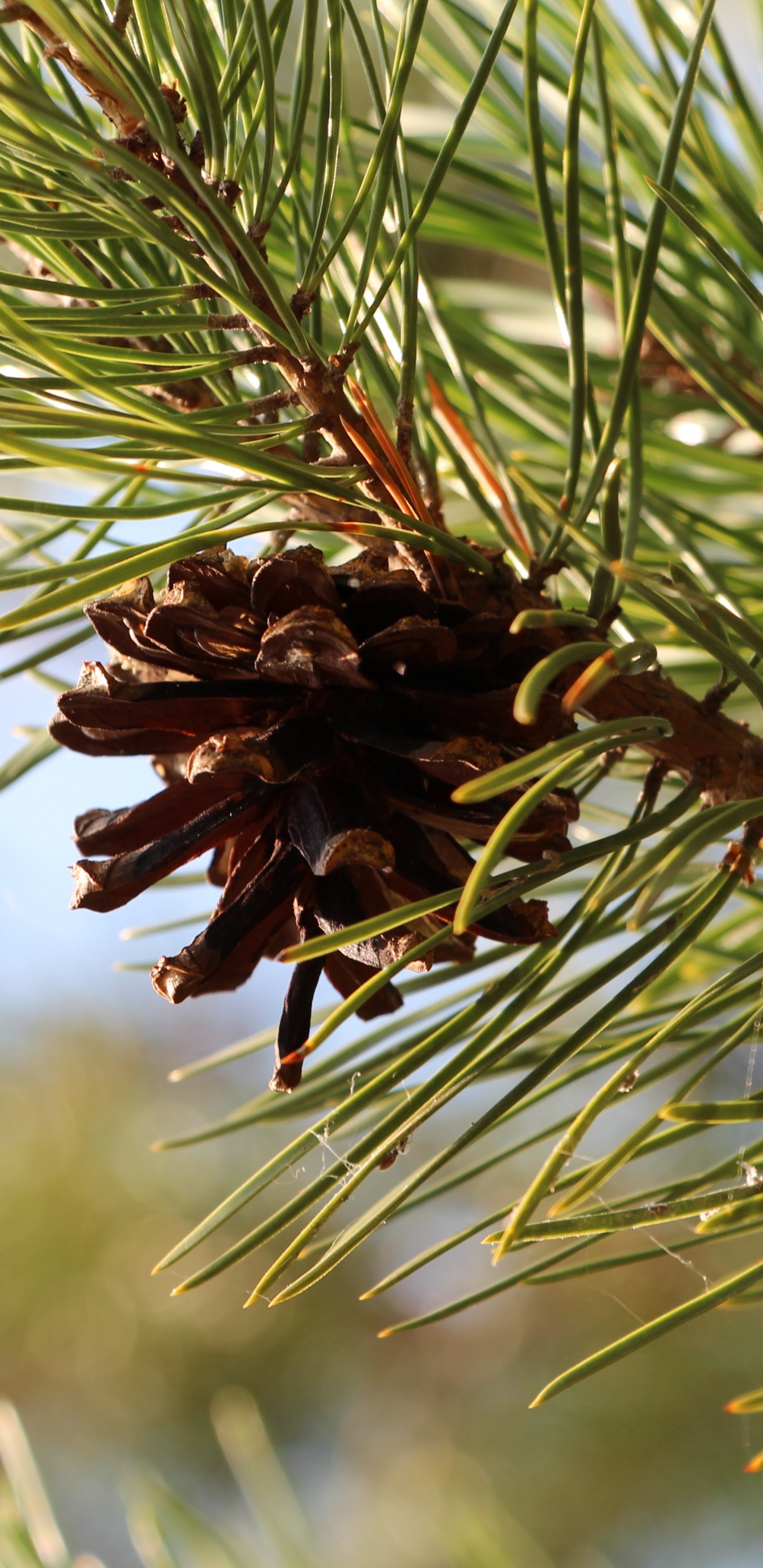 Обои сосна, ель, Хвойные, дерево, пихта в разрешении 1440x2960