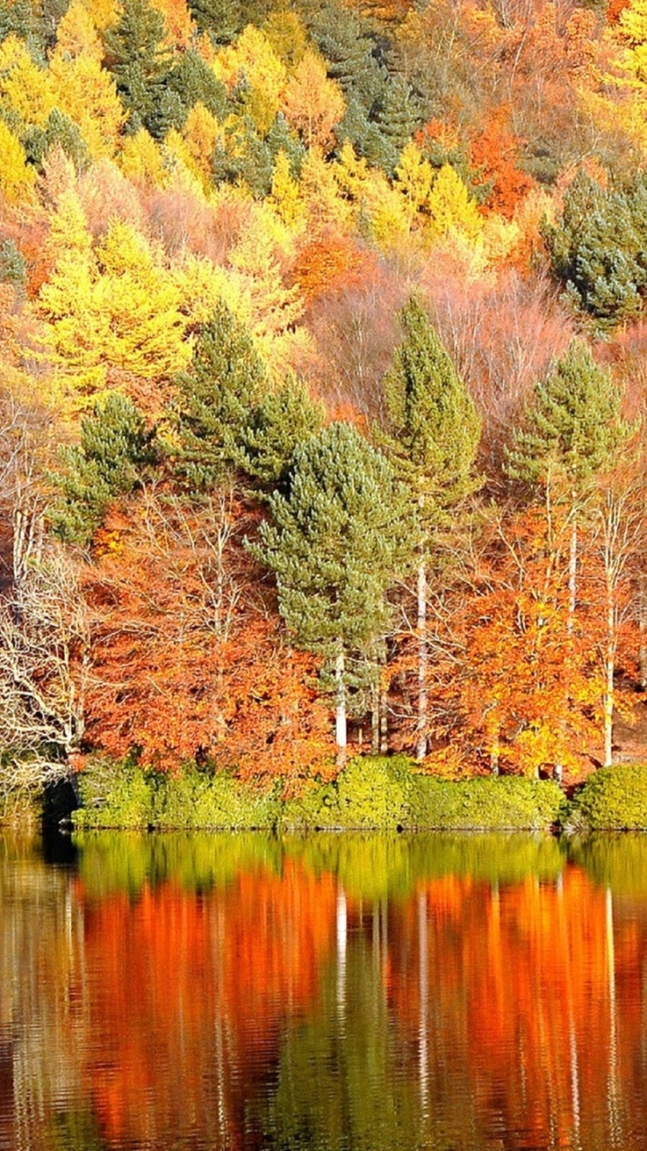 Обои осень, отражение, природа, дерево, лист в разрешении 720x1280