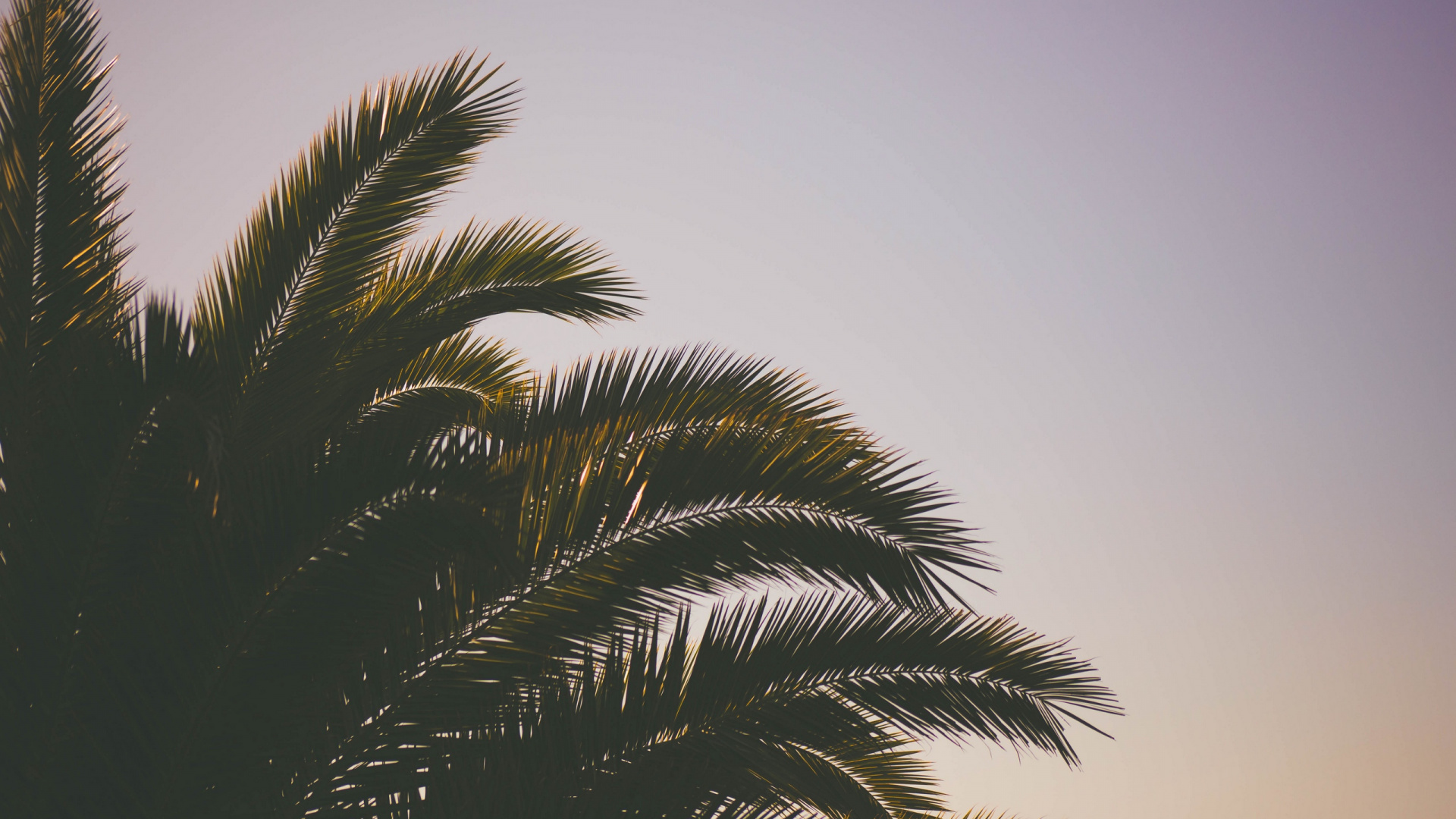 Обои Пальма, дерево, растение, финиковая пальма, небо в разрешении 1920x1080