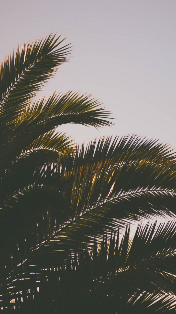 Обои Пальма, дерево, растение, финиковая пальма, небо в разрешении 720x1280