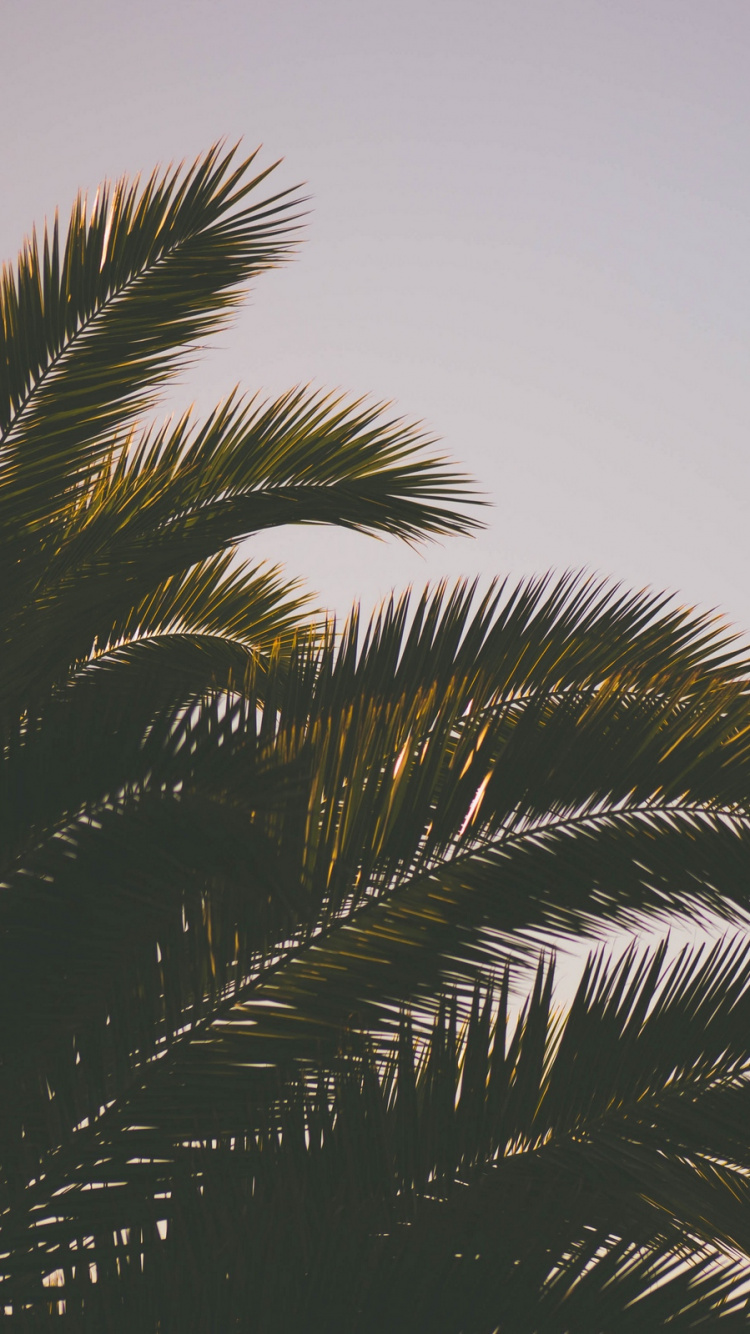 Обои Пальма, дерево, растение, финиковая пальма, небо в разрешении 750x1334