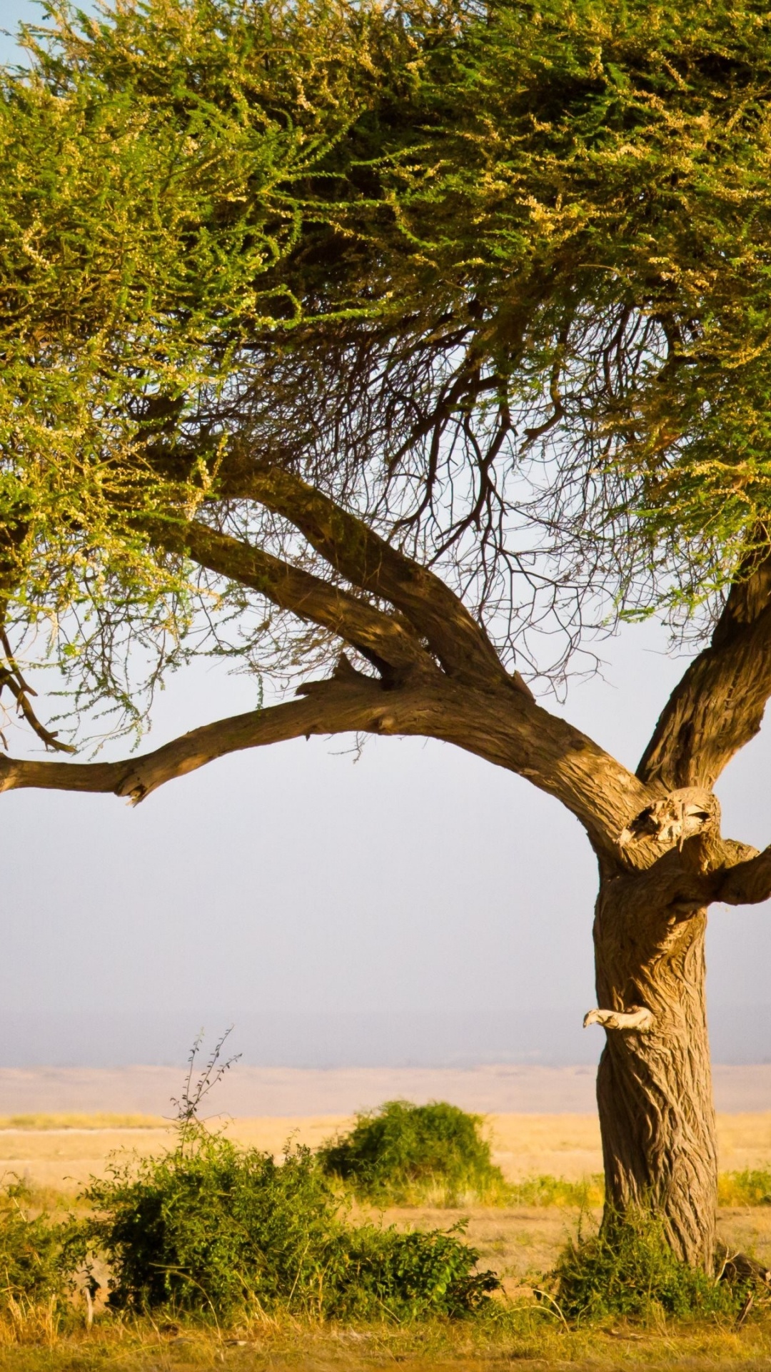 Обои масаи Мара, природный заповедник, сафари, Масаи жираф, дерево в разрешении 1080x1920