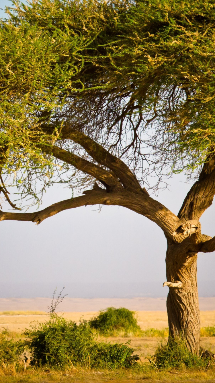 Обои масаи Мара, природный заповедник, сафари, Масаи жираф, дерево в разрешении 750x1334