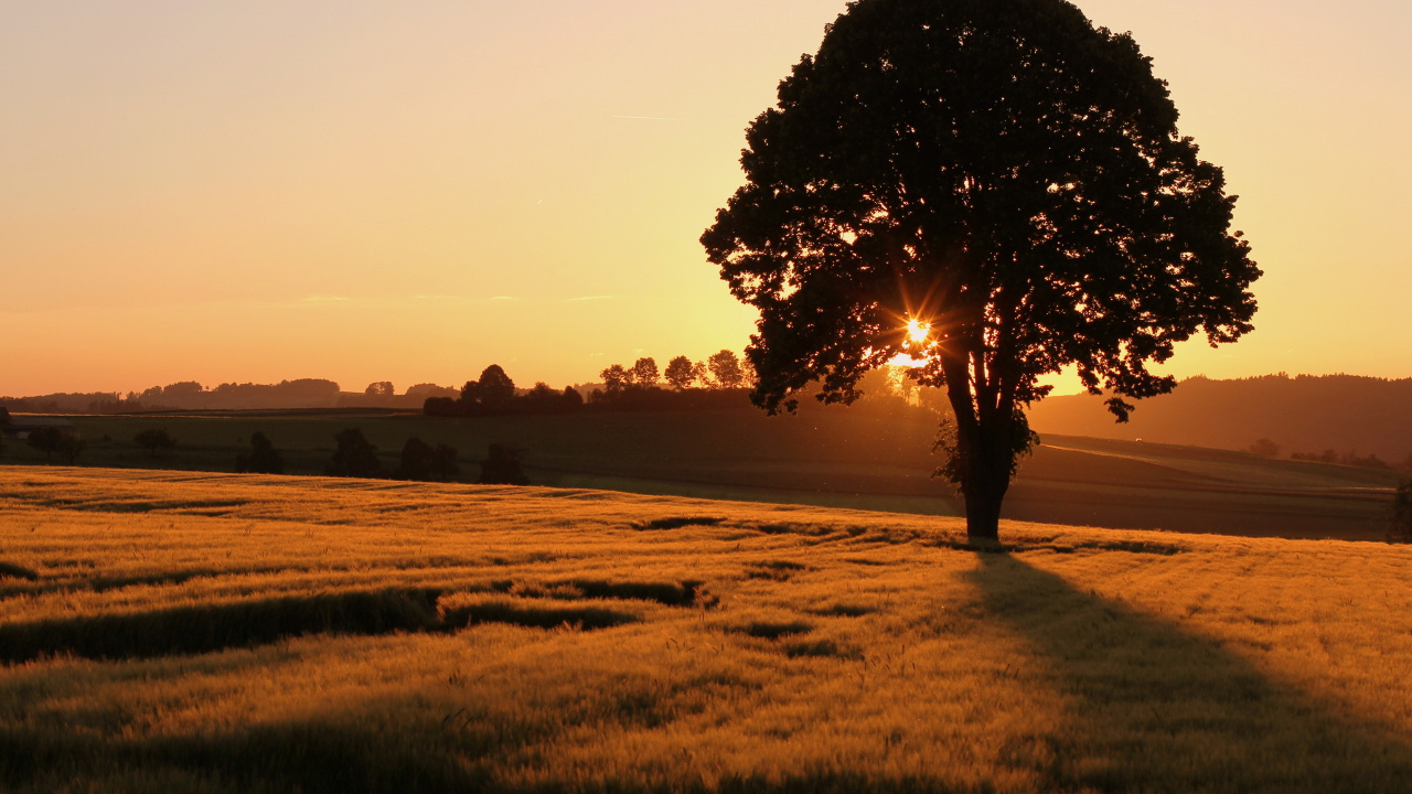 Обои закат дерево, дерево, закат, пейзаж, древесина в разрешении 1280x720
