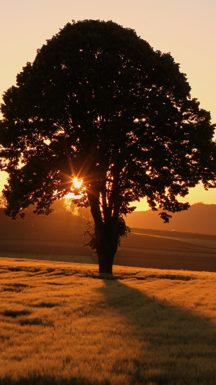 Обои закат дерево, дерево, закат, пейзаж, древесина в разрешении 750x1334