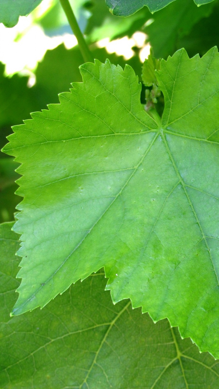 Обои лист, растение, виноградные листья, дерево, виноград в разрешении 720x1280