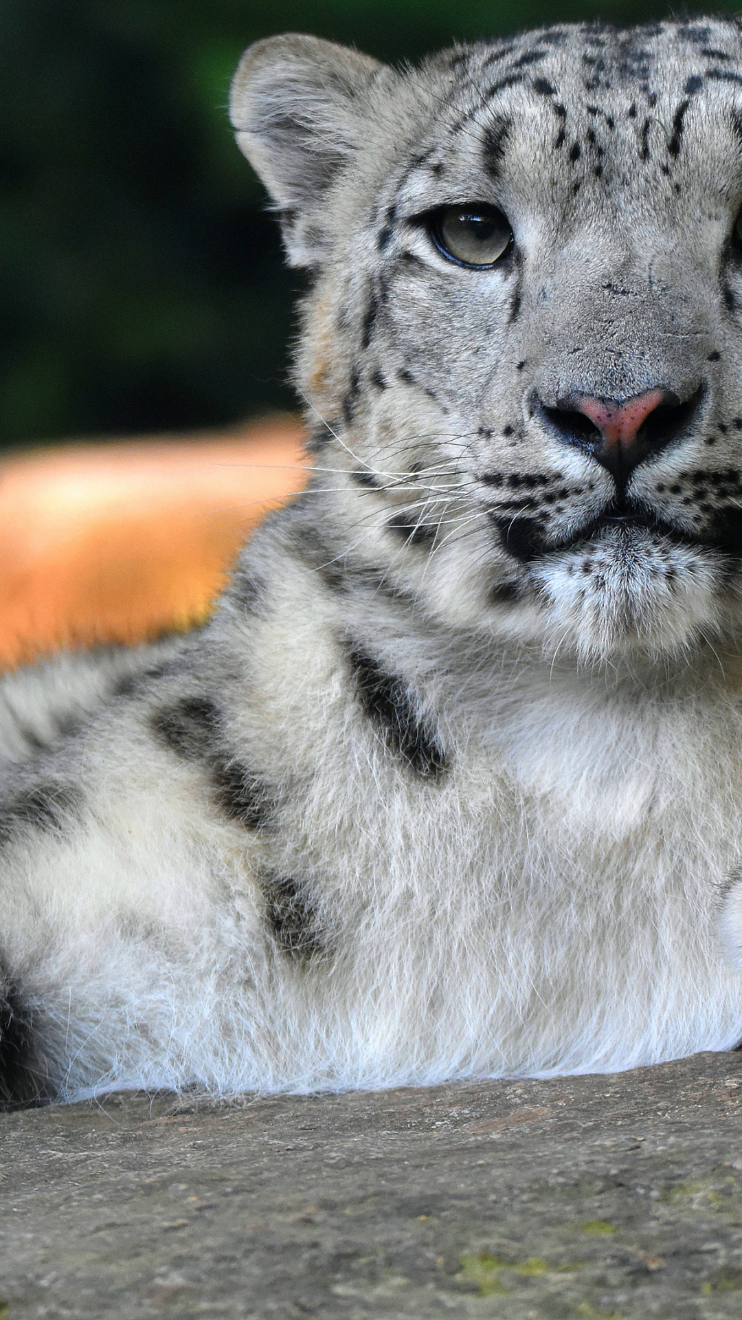 Обои снежный Барс, Леопард, кот, Дикая кошка, бакенбарды в разрешении 1080x1920