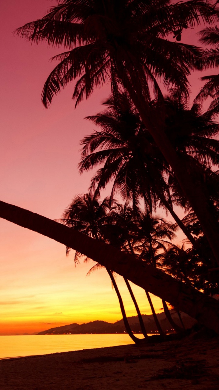 Обои закат, дерево, тропическая зона, Пальма, послесвечение в разрешении 720x1280