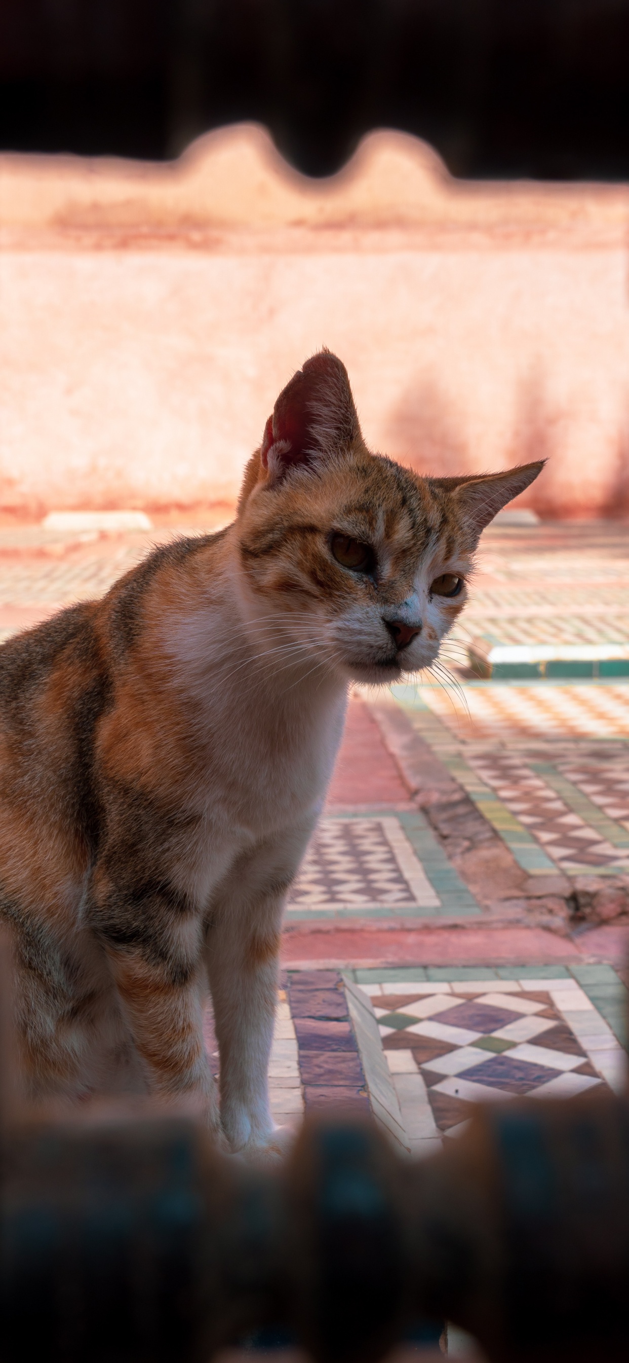 Обои кот, котенок, бакенбарды, эгейская кошка, кошачьих в разрешении 1242x2688