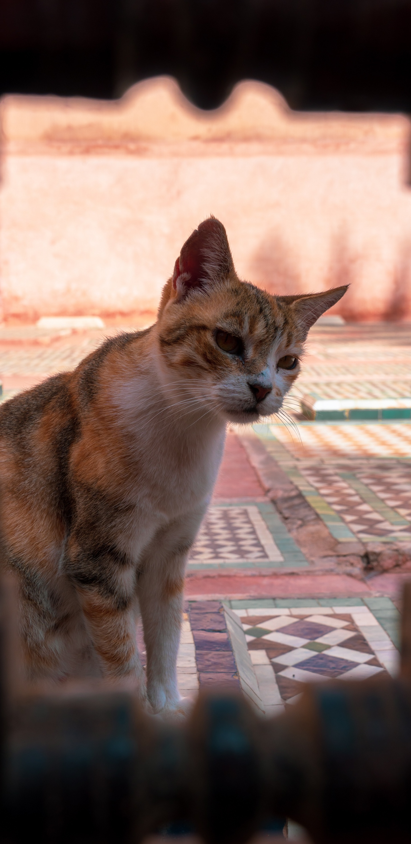 Обои кот, котенок, бакенбарды, эгейская кошка, кошачьих в разрешении 1440x2960