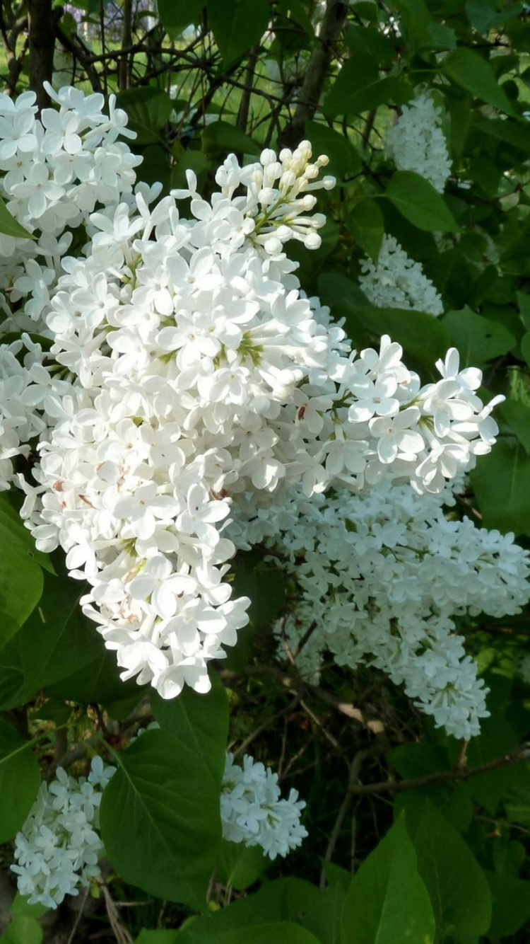 Обои растение, nannyberry, полукустарник, Гортензия, ветвь в разрешении 750x1334